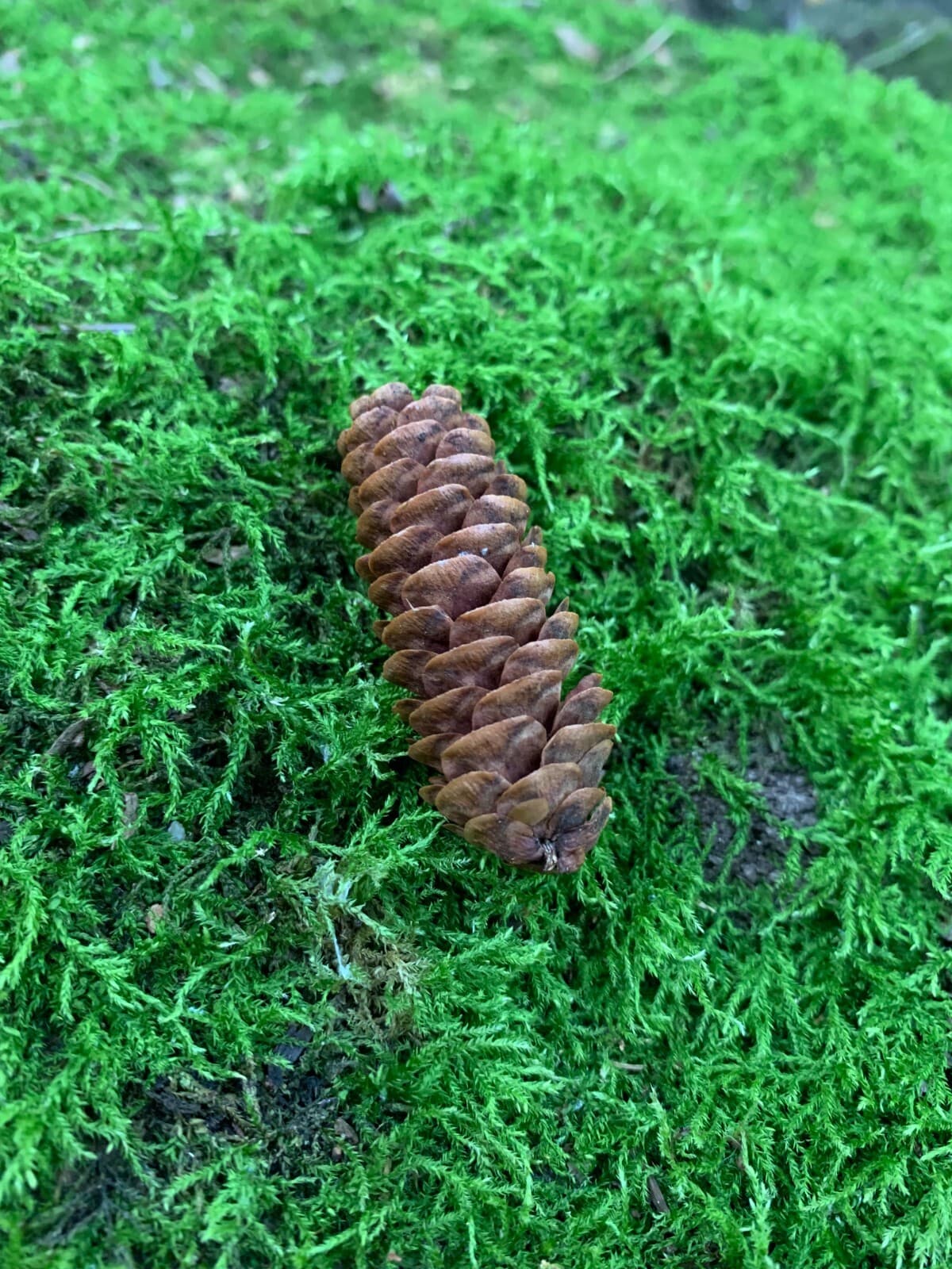 Spruce Cones, 100 count, Beautiful Brown, Not Weathered 4