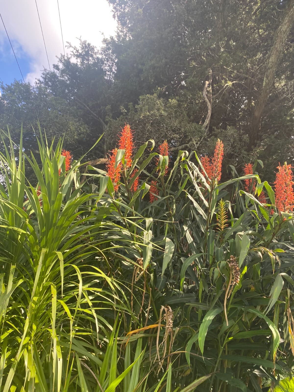 Butterfly Ginger - 20 seeds - Hedychium coccineum - Germination Tested 3