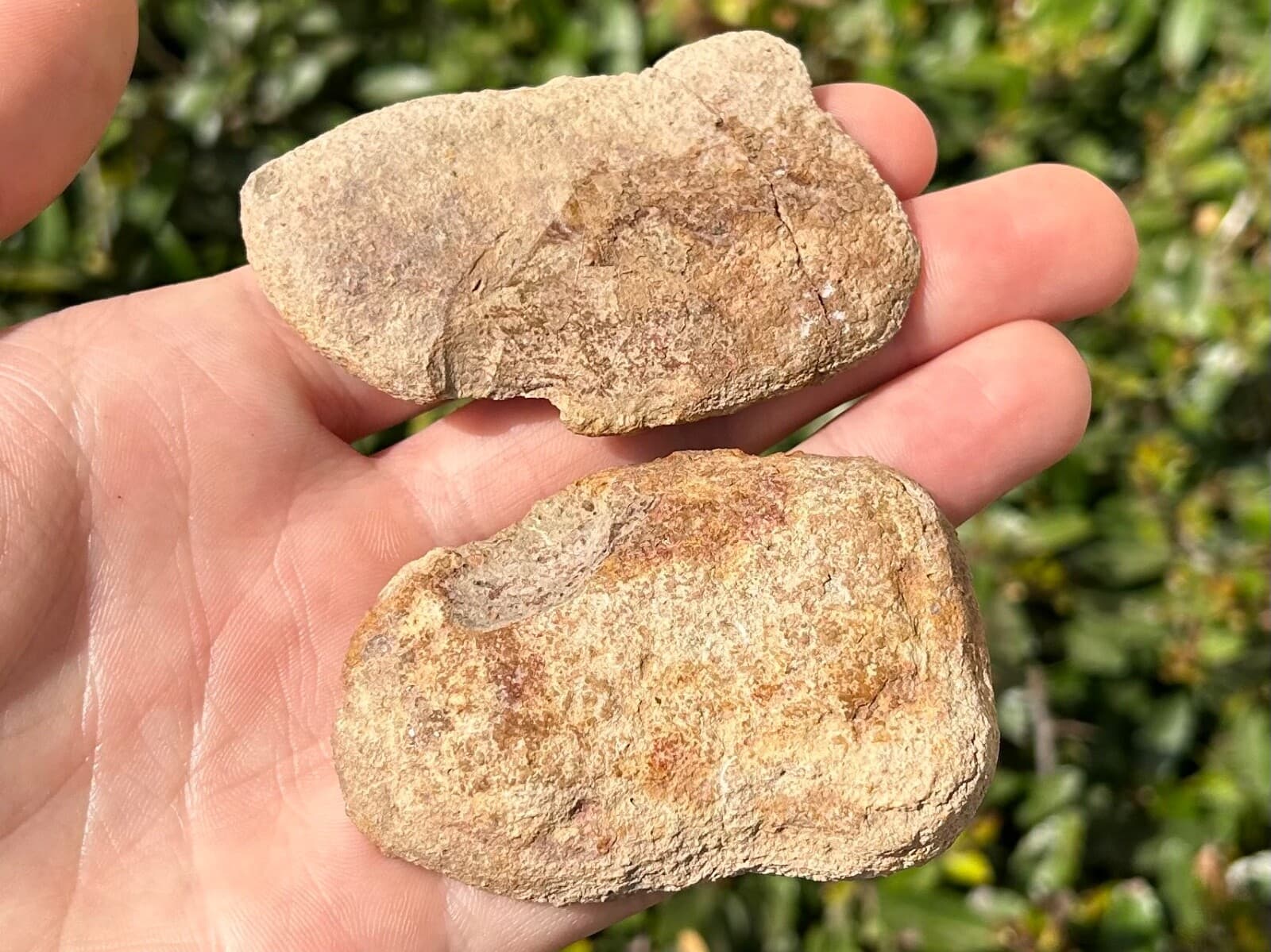 Madagascar Fossil Shrimp Pair Crustacean Triassic Age Rare 4