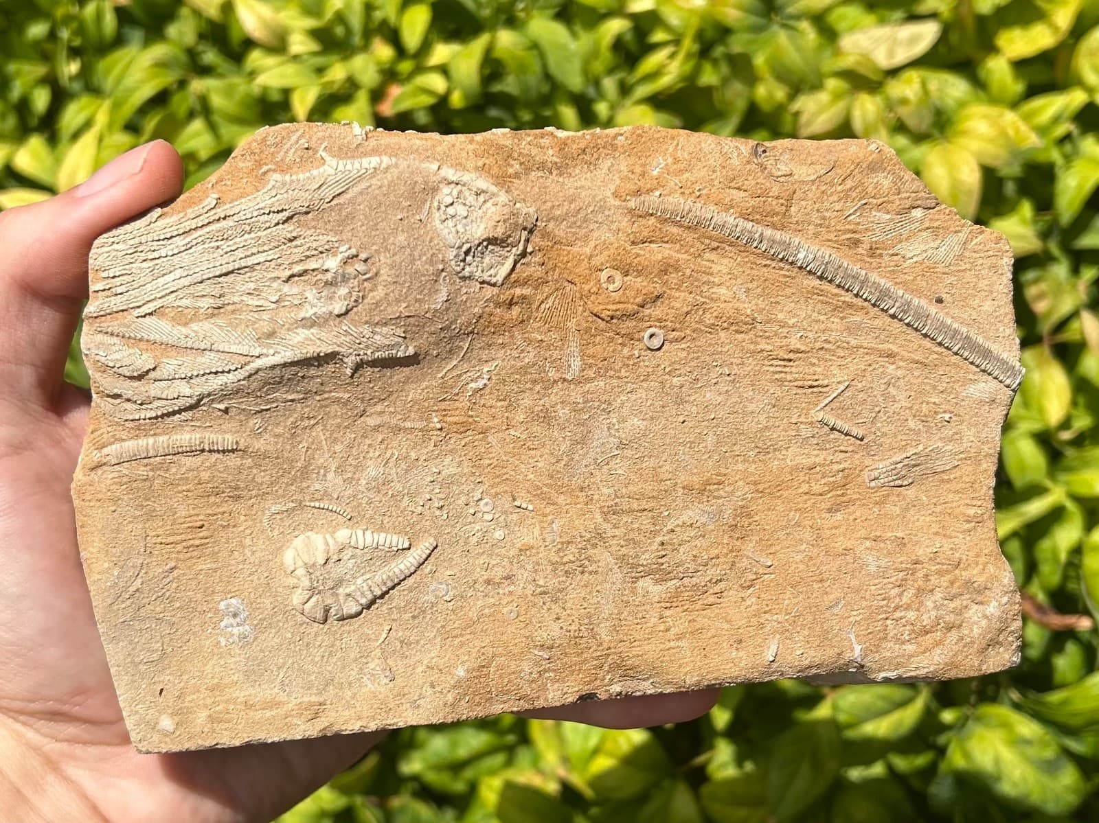 DOUBLE Fossil Crinoids in Matrix Rhopocrinus Cymbiocrinus Alabama Bangor Fm 2