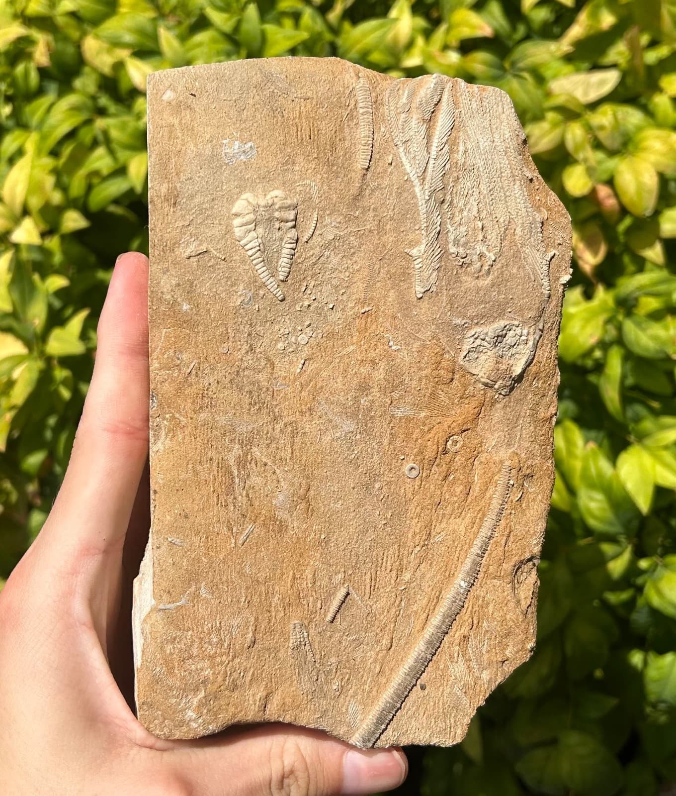 DOUBLE Fossil Crinoids in Matrix Rhopocrinus Cymbiocrinus Alabama Bangor Fm 6