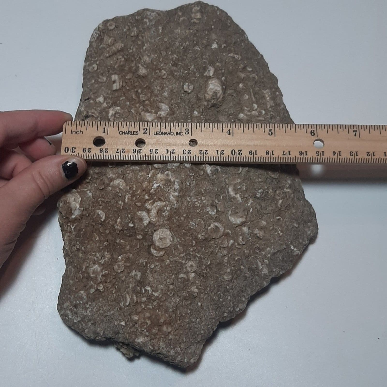 Crinoid Fossils In Matrix 5