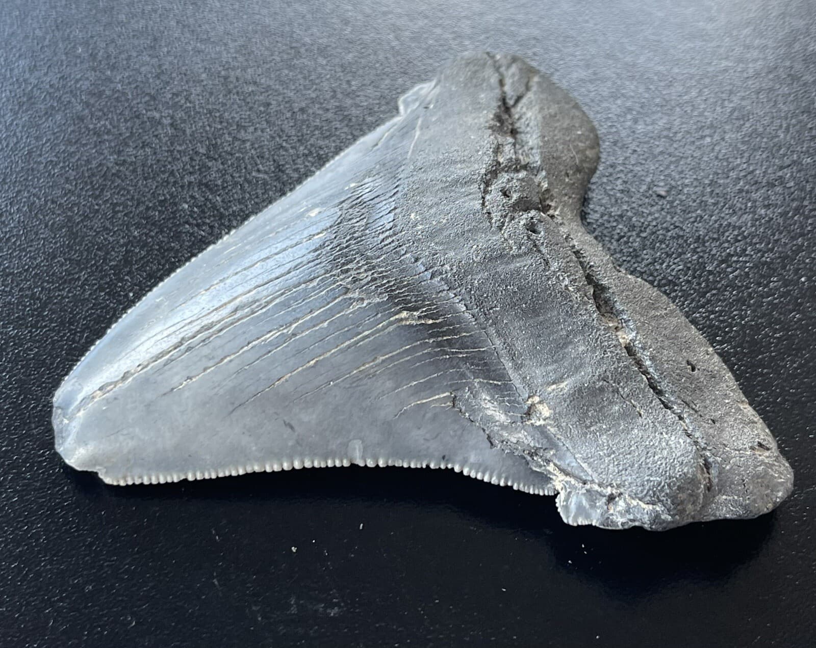 XXL Fossilized Angustidens Shark  Tooth 3