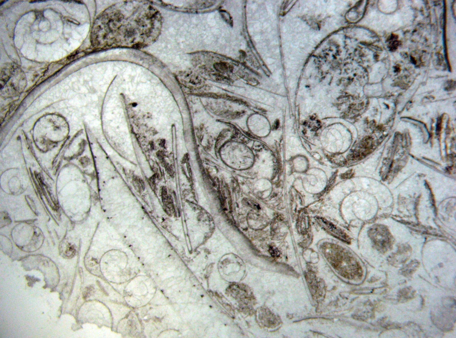 Fossil thin section Devonian Goniatite ammonite bed Hamar Laghdad Morocco 1/bid 5