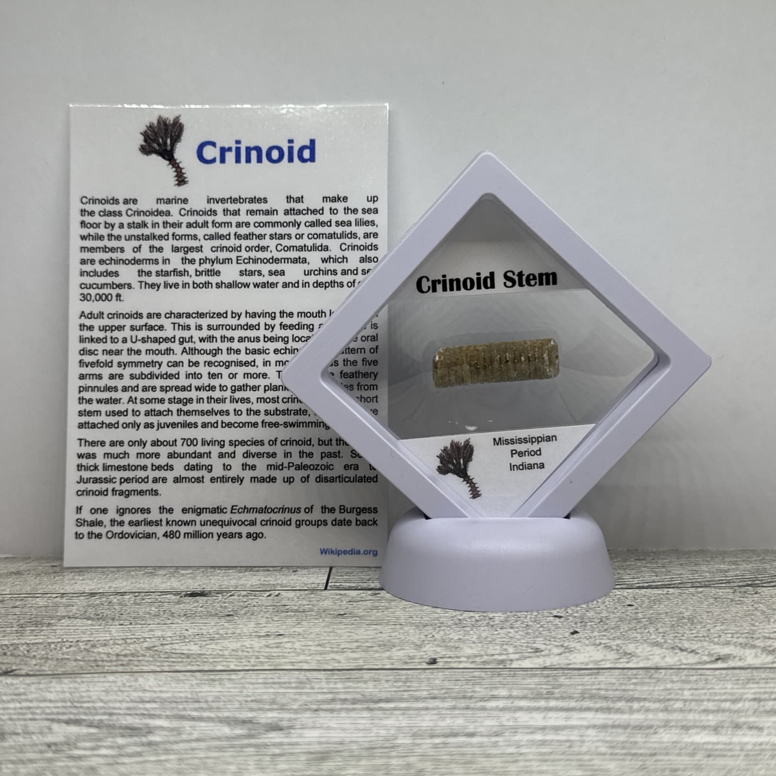 Crinoid Stem Fossil from Indiana in Display Case