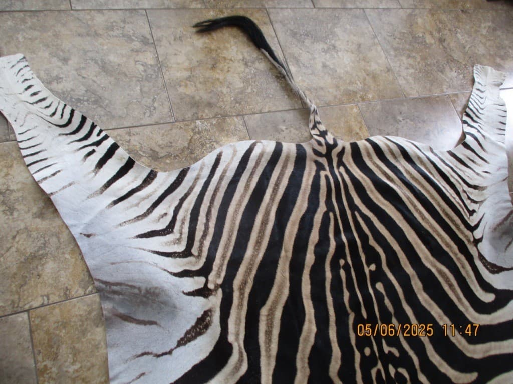 South African Burchell Zebra Rug 6