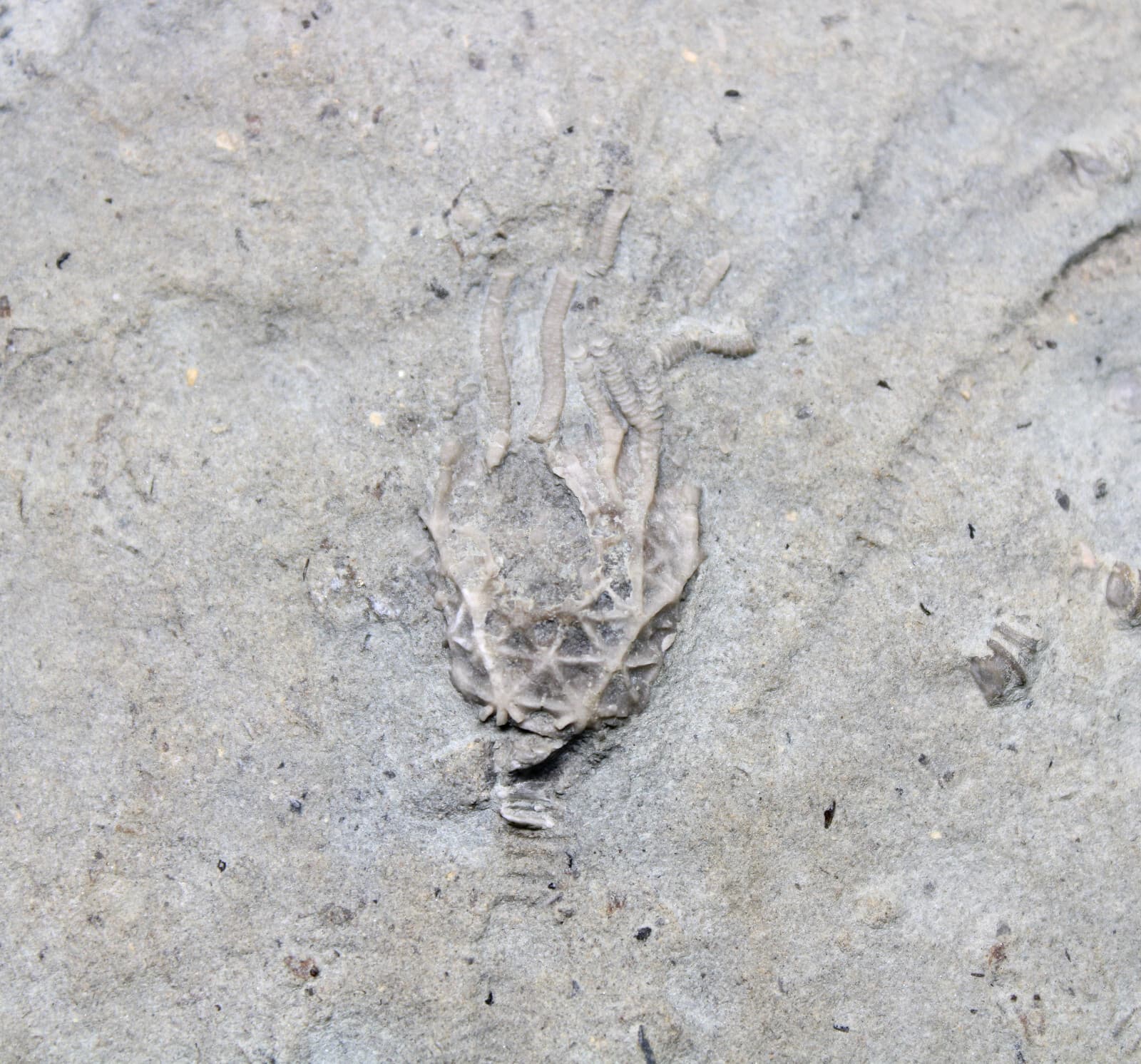 Glyptocrinus decadactylus Crinoids & Scolecodonts KY Ordovician Fossils 2