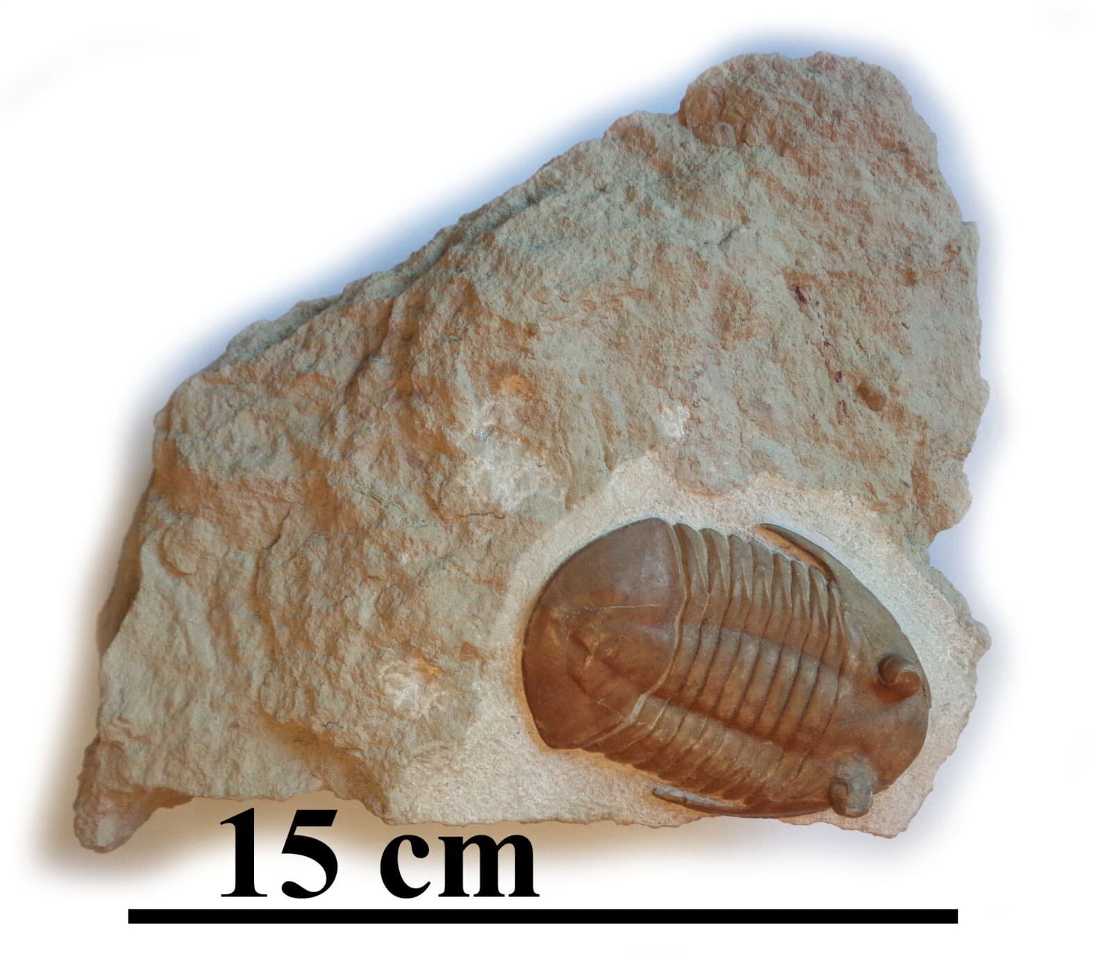 Trilobite SUBASAPHUS LONGISPINUS, Middle Ordovician, 460 ma, S-Petersburg,Russia