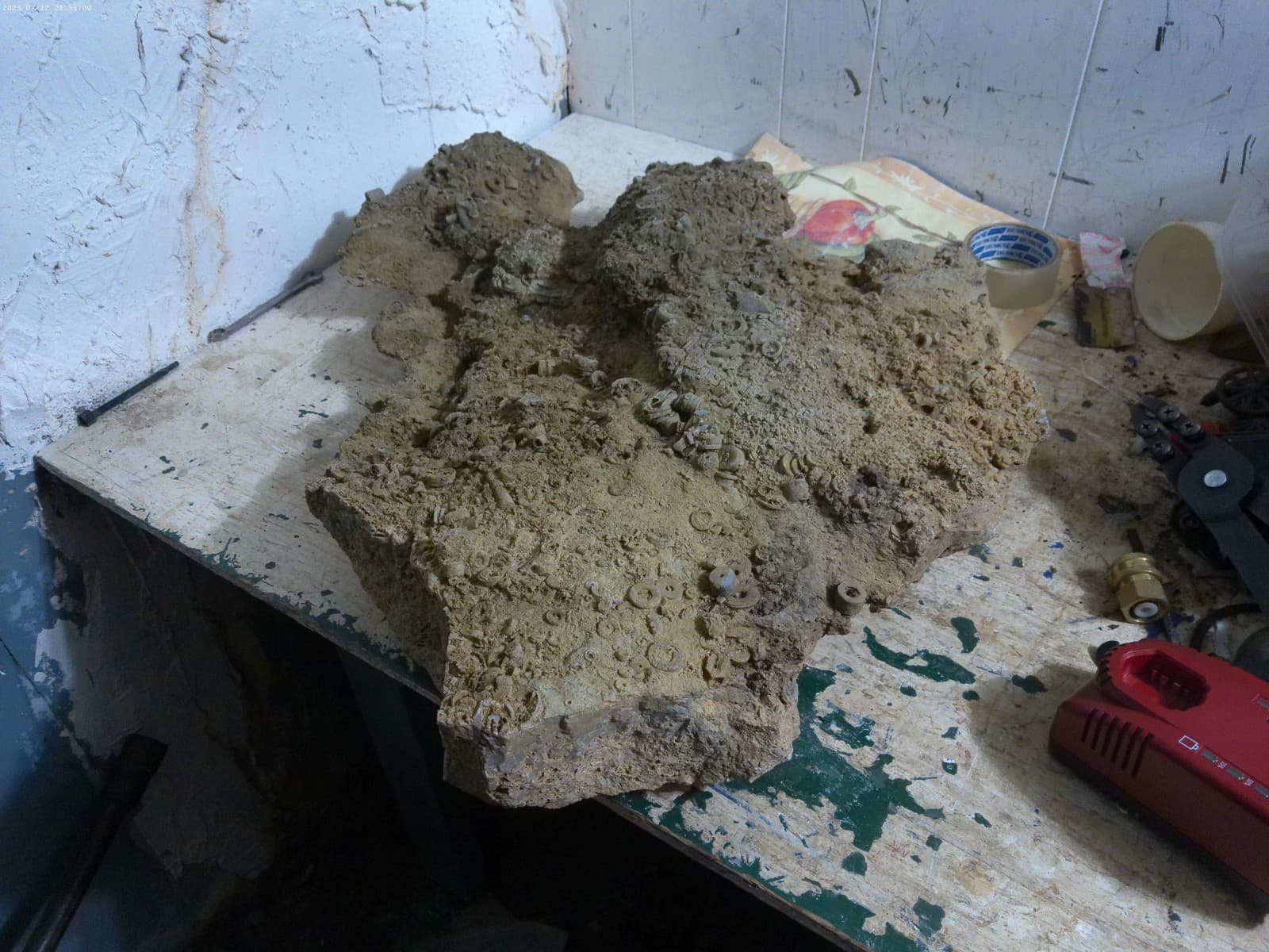 Ten of thousands Crinoids from Rock castle Kentucky 75 pounds Hugh