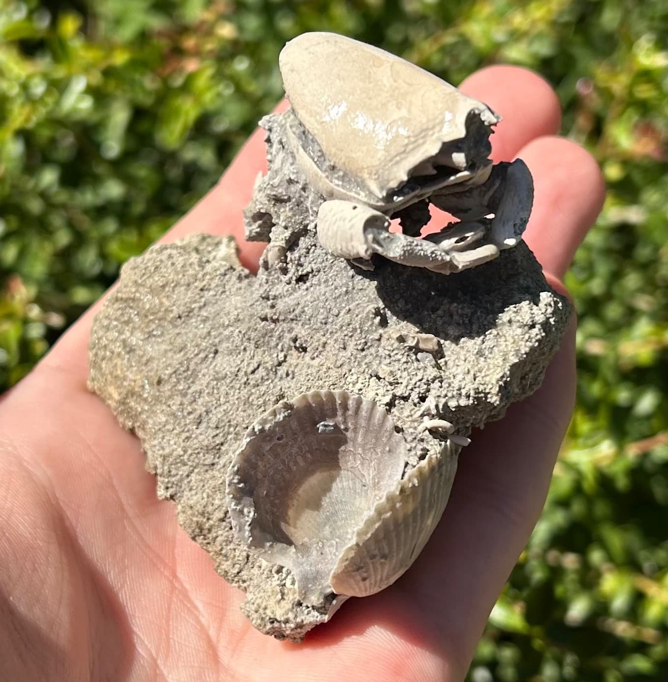 Florida Fossil Crab in Matrix Ranilia muriceta Pliocene Age Crustacean Rare