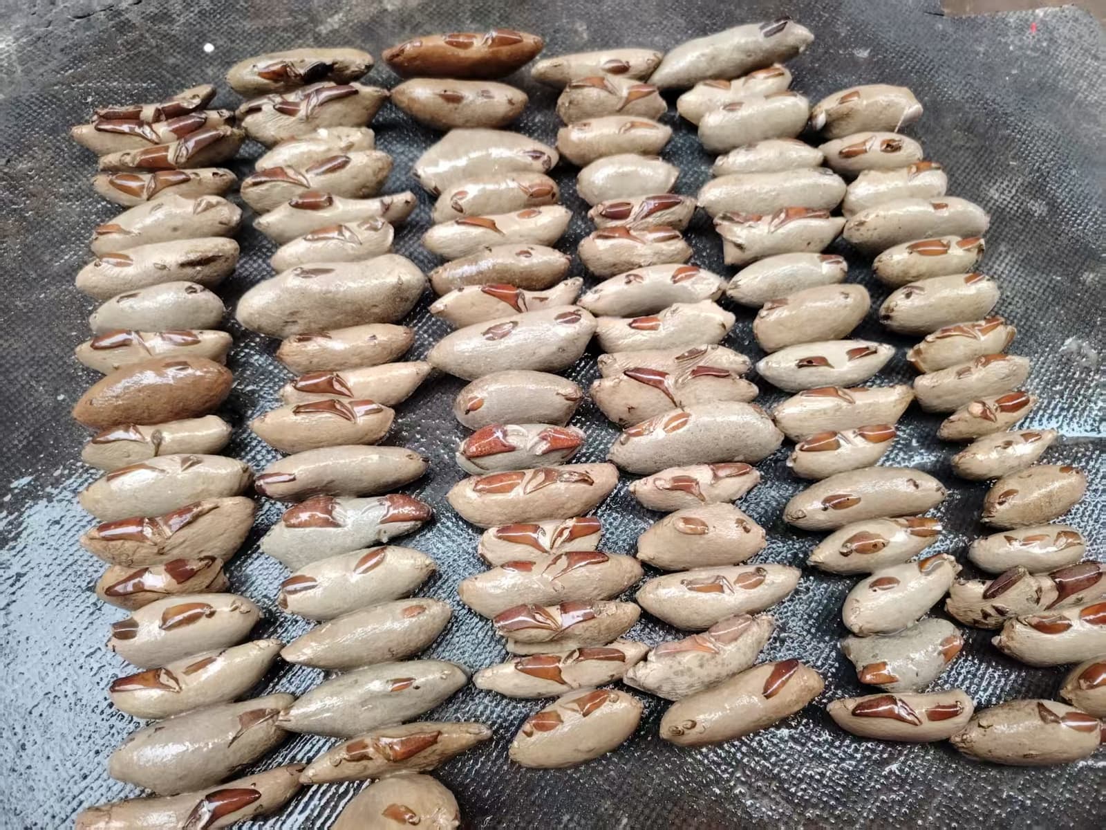 1 PC Crab fossils from the Cretaceous period. Paleontological fossil specimens 6