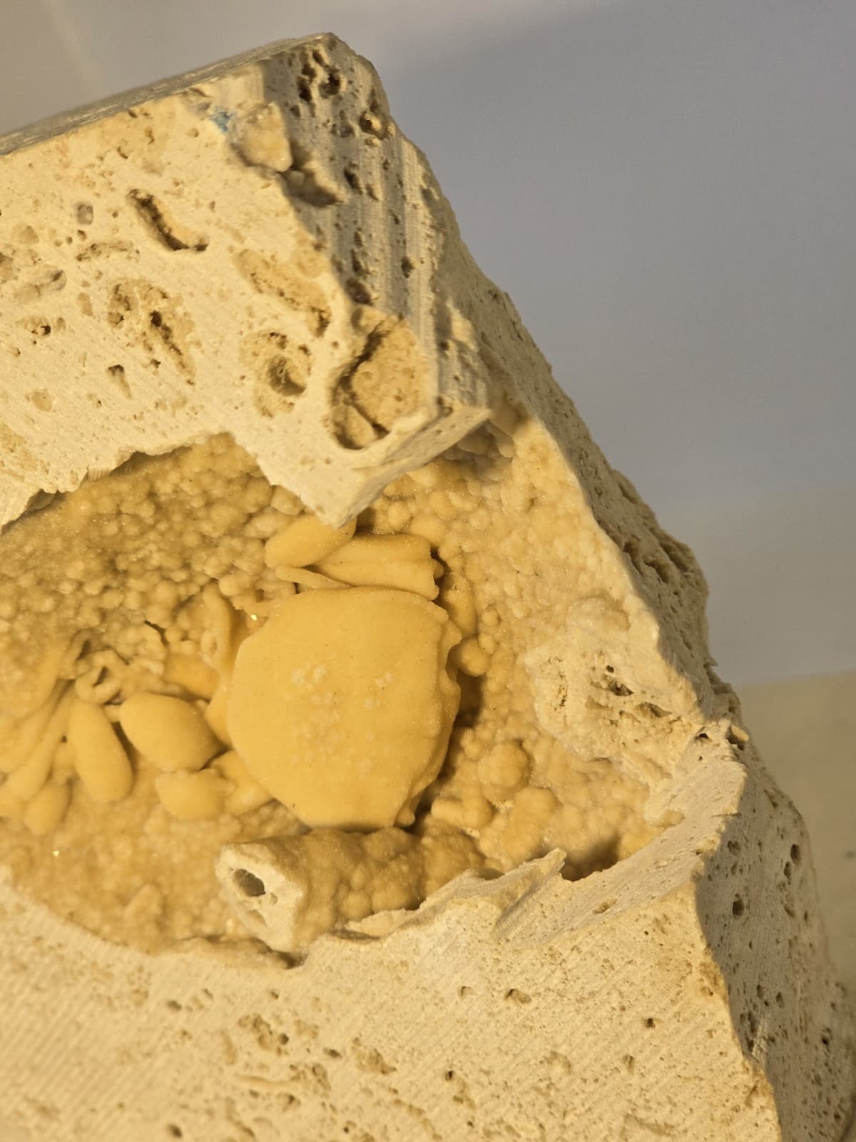 Travertine crab fossil 2