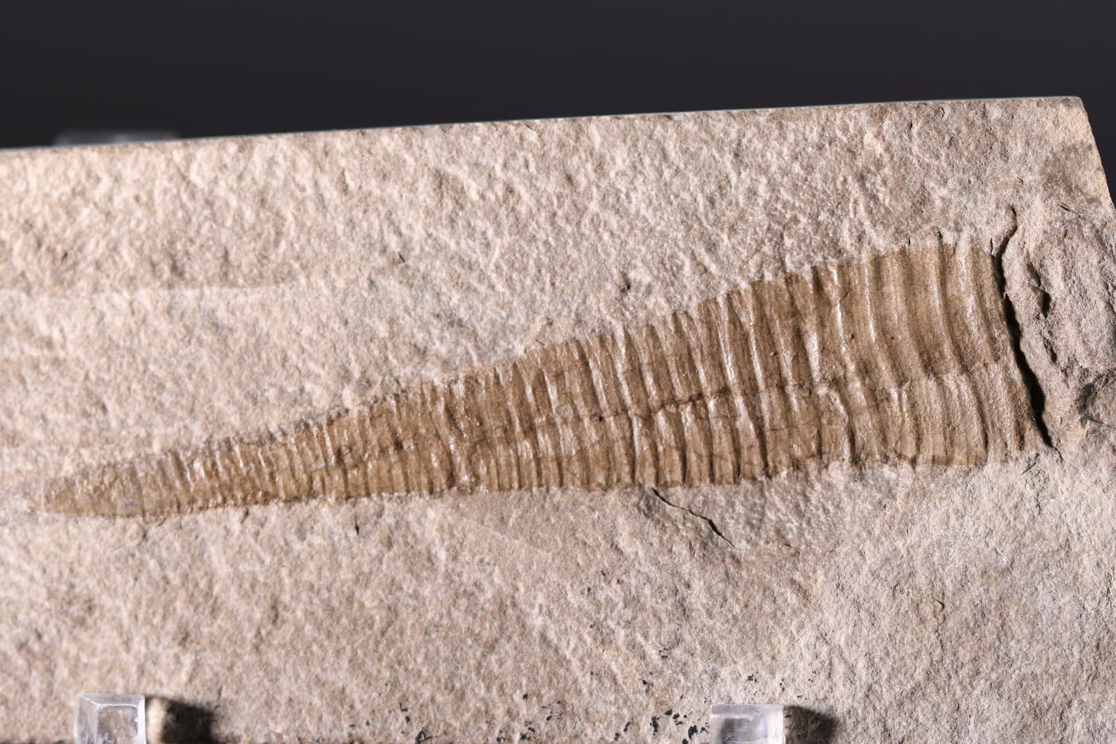 Reticycloceras fossil nautiloid Mississippian 3+" Bear Gulch Montana MT COA 7152 5