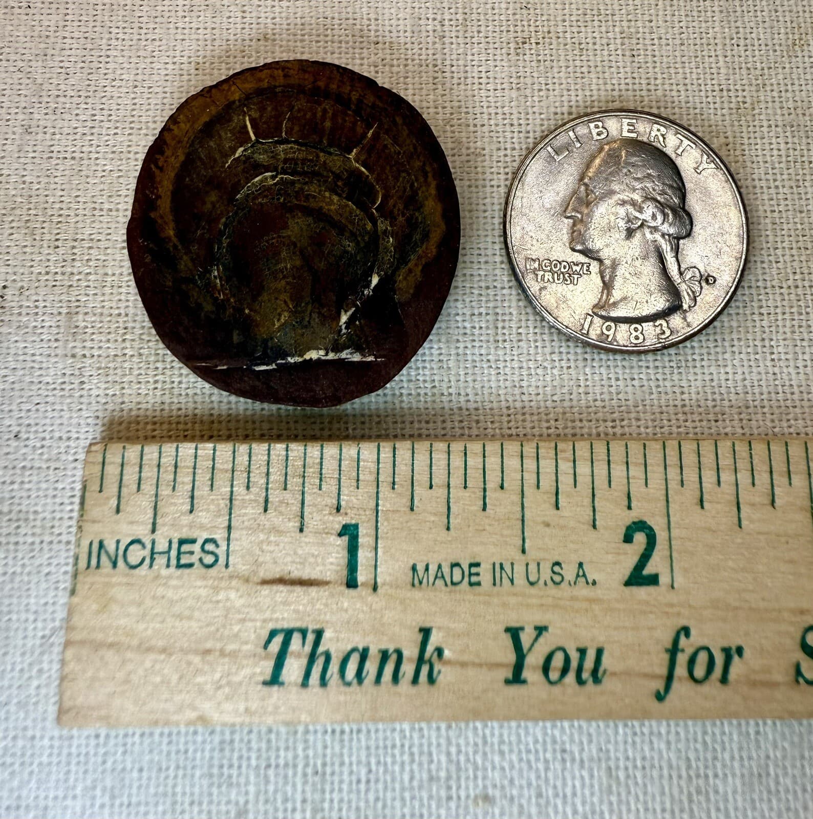 Mazon Creek Pecten Scallop Fossil - Pennsylvanian Period - Illinois - 300 MYA 6