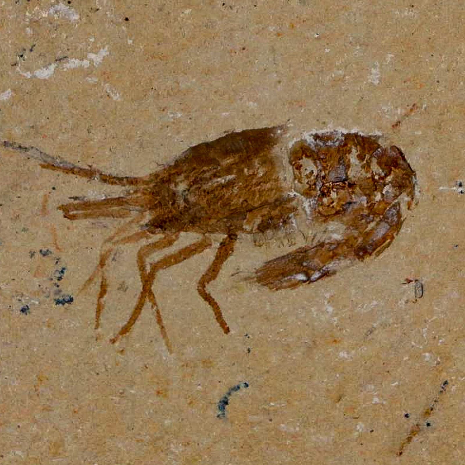 1.4" Fossil Shrimp Carpopenaeus Cretaceous Age 100 Mil Yrs Old Lebanon COA