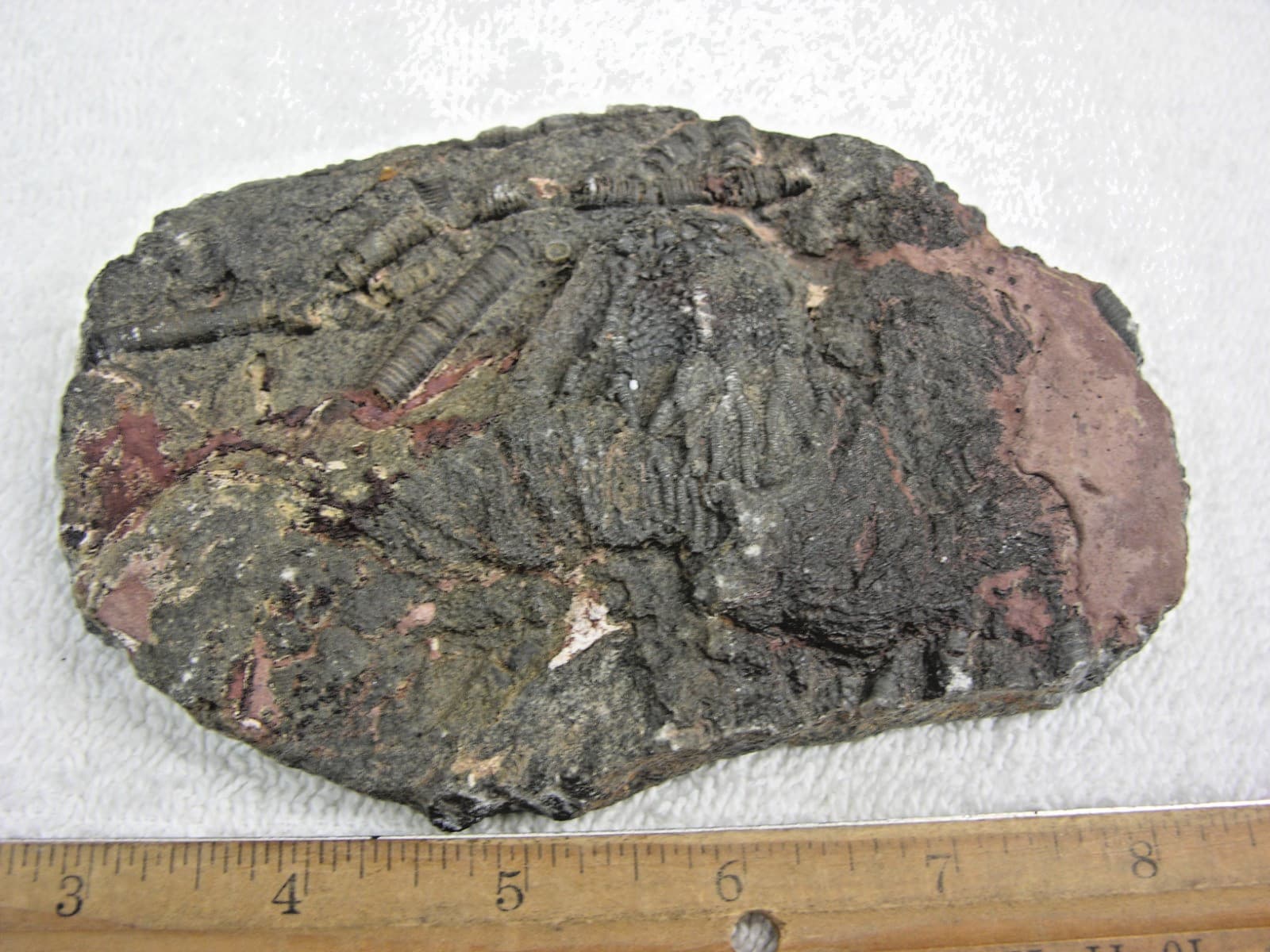 Crinoid fossil plate Cyathocrinites Silurian age Erfoud region 5.5x4" Africa  01 2