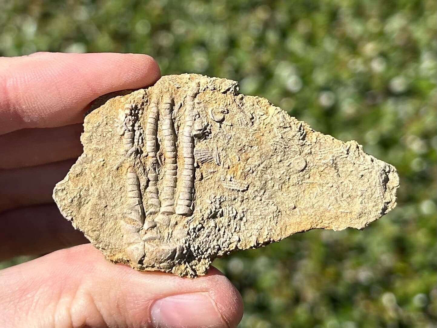 NICE Fossil Crinoid in Matrix Pentaramacrinus Alabama Bangor Limestone Formation