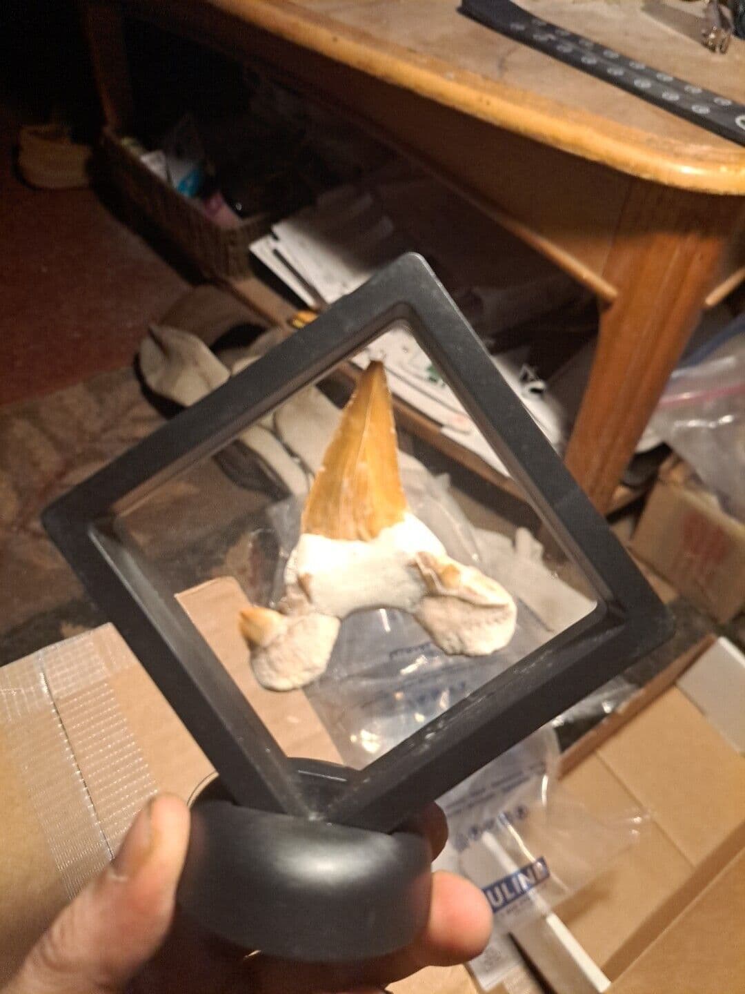 Big Shark Tooth In Frame.