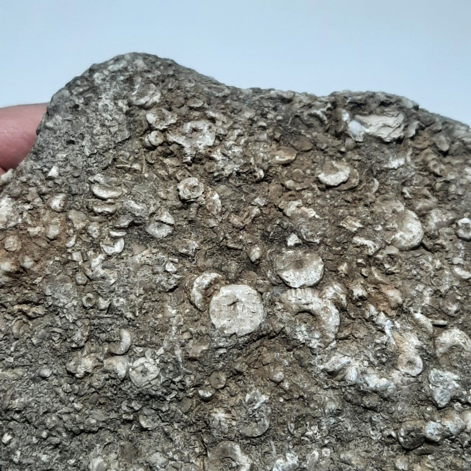 Crinoid Fossils In Matrix 3
