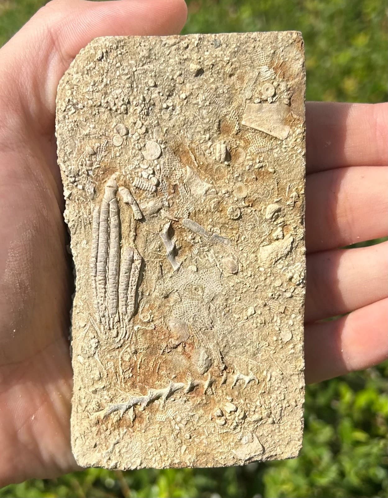 Fossil Crinoid in Matrix Aphelecrinus bayense Rare Alabama Mississippian Age 3