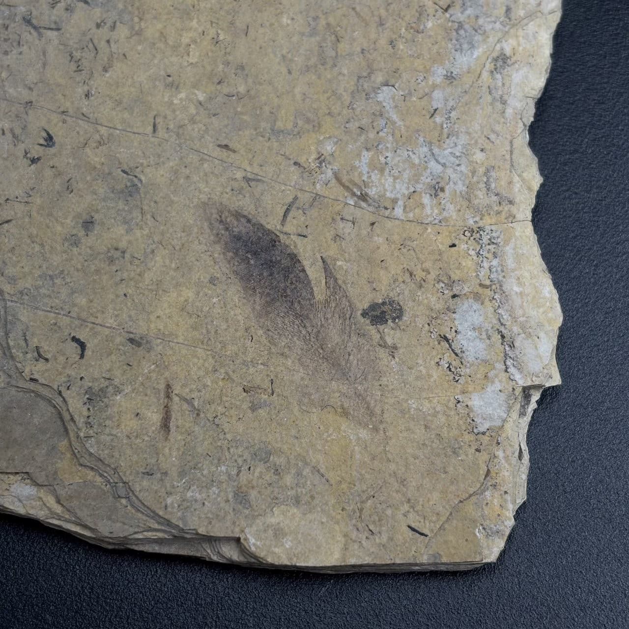 Fossil bird feather - Oligocene Stampian Céreste France - rare and original 3