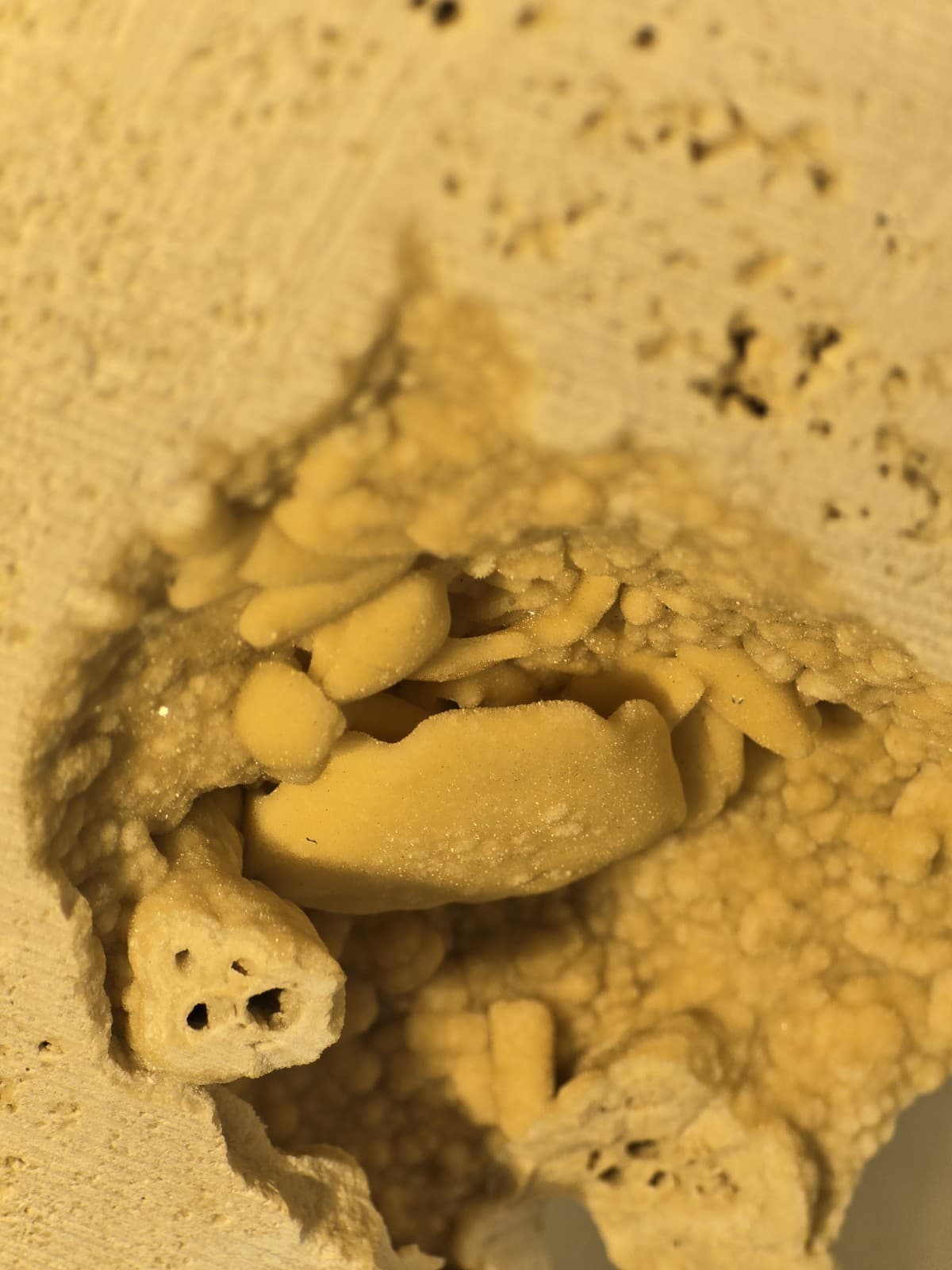 Travertine crab fossil 4