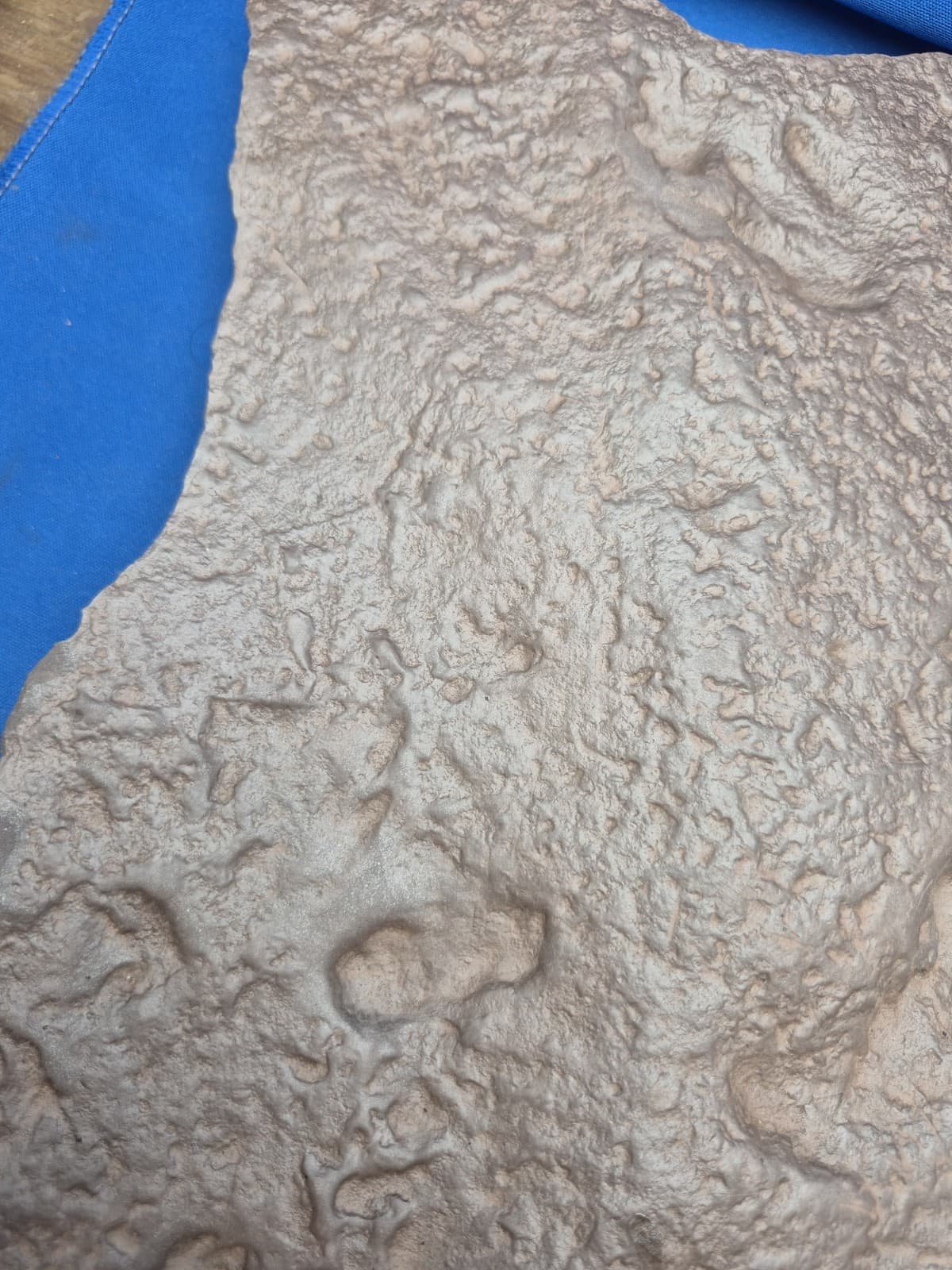 RARE Sponge-like Animal Fossils 3