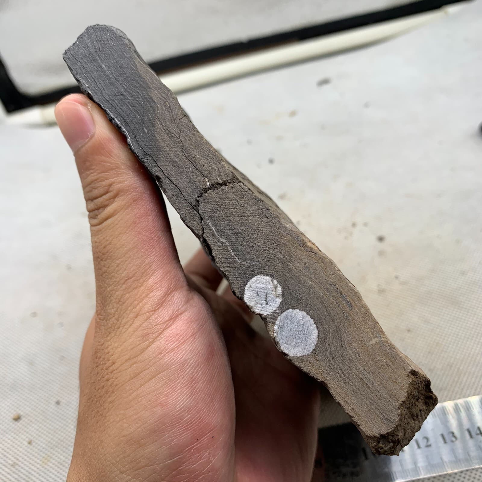 670 grams of fossils of crinoid from the Guanling Biota in Guizhou 5