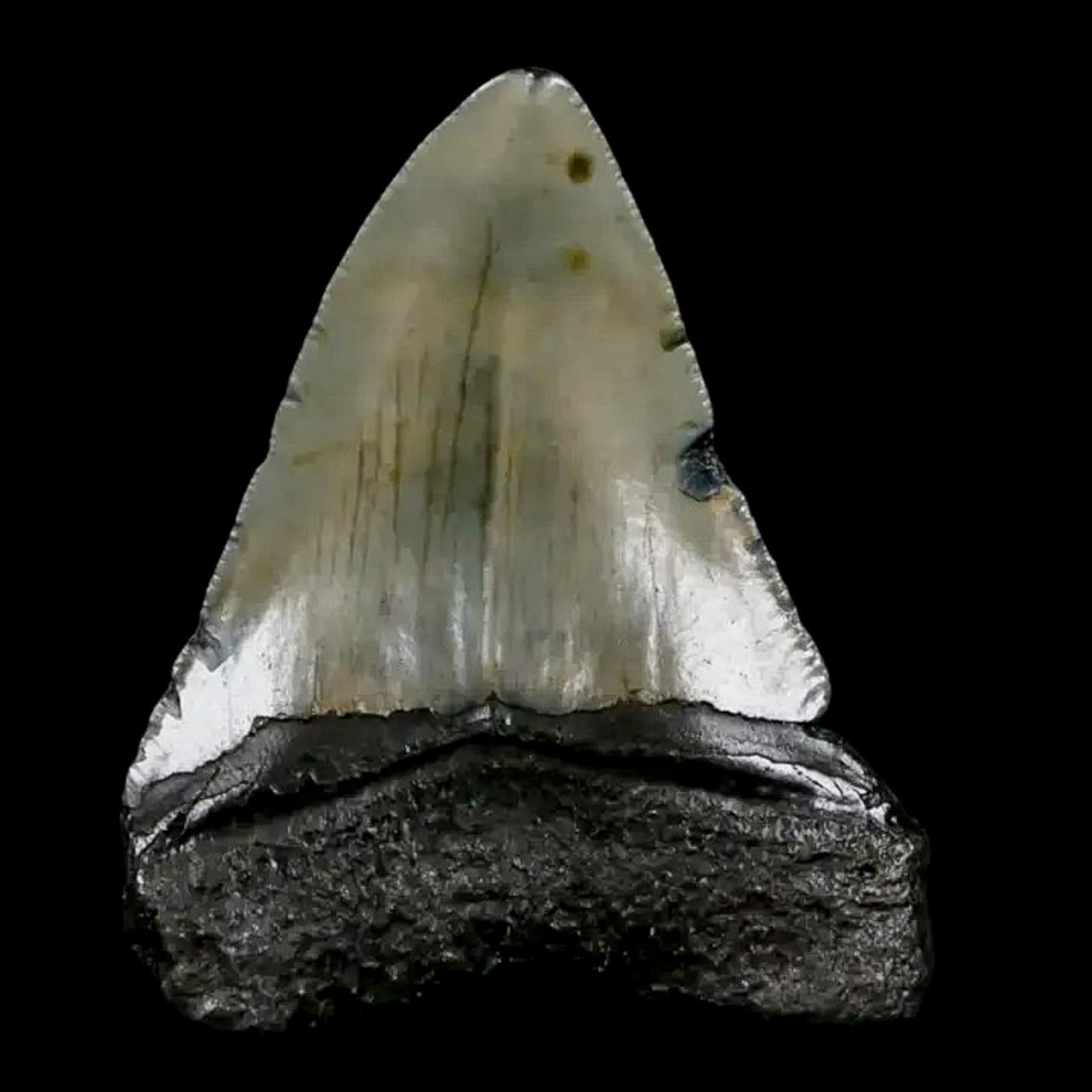 2.7" Quality Megalodon Shark Tooth Serrated Fossil Natural Miocene Age COA 6