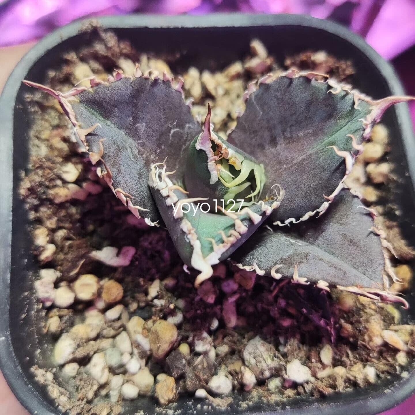 1PCS Agave Titanota ‘King Kong’ RareAgave Succulent Plant 6-8cm 5