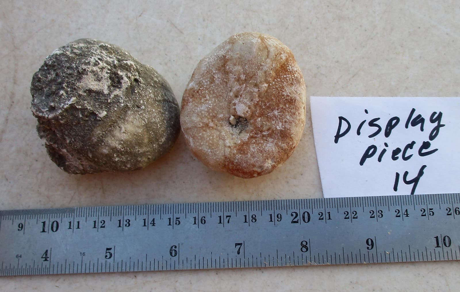 Fossil Sea Urchin Lot of 2 Specimens for Display or Jewelery Craft 14 4