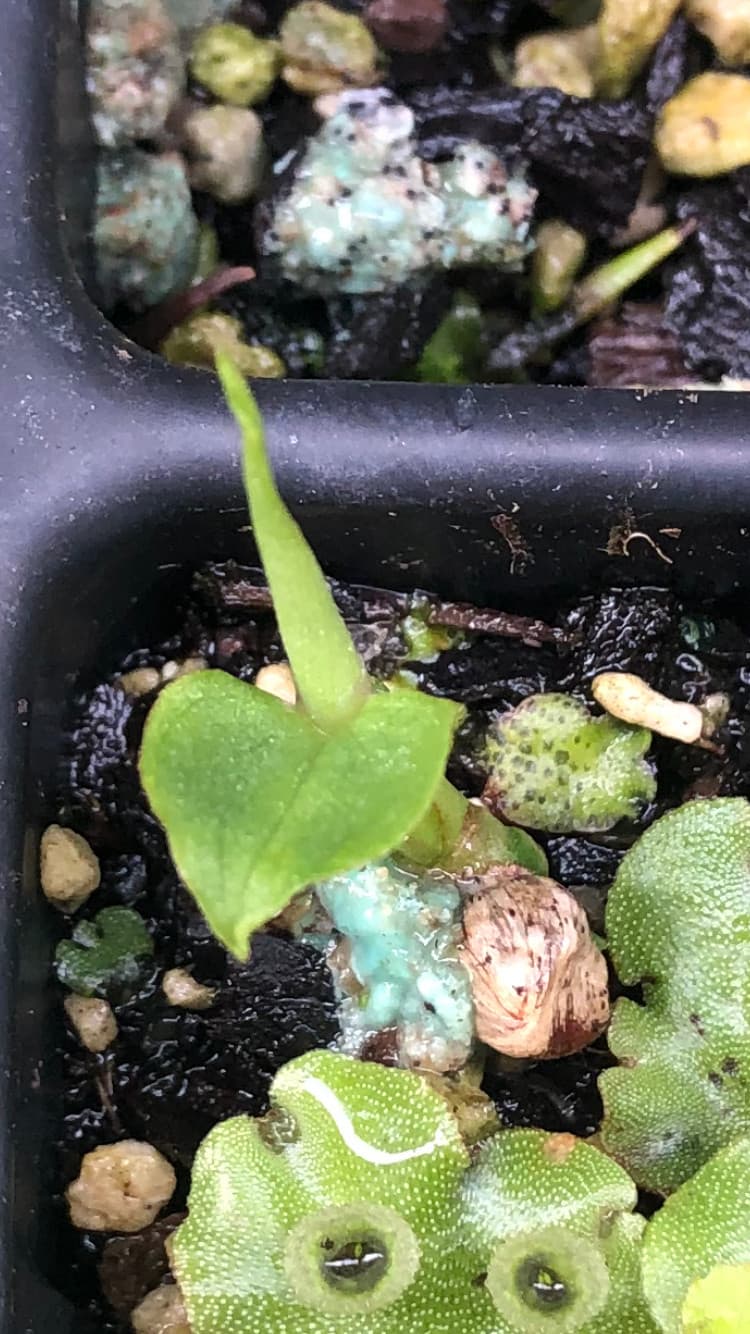 Butterfly Ginger - 20 seeds - Hedychium coccineum - Germination Tested 4