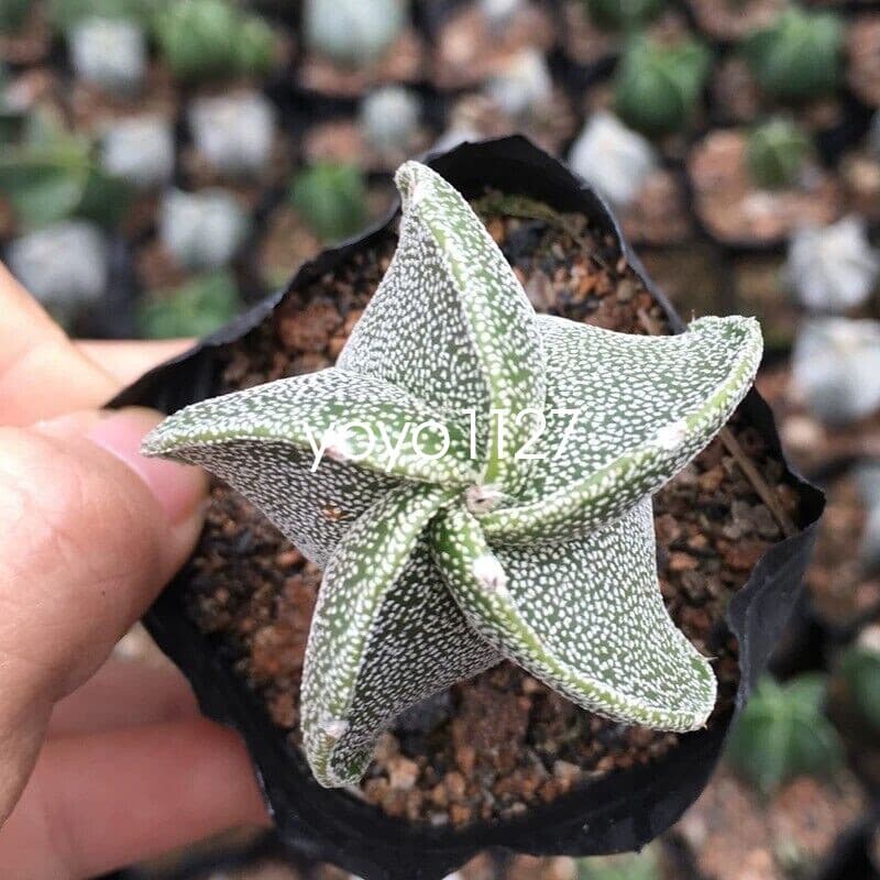 5pcs  Astrophytum myriostigma 5 types of cactus succulent and beautiful 3-4cm 4