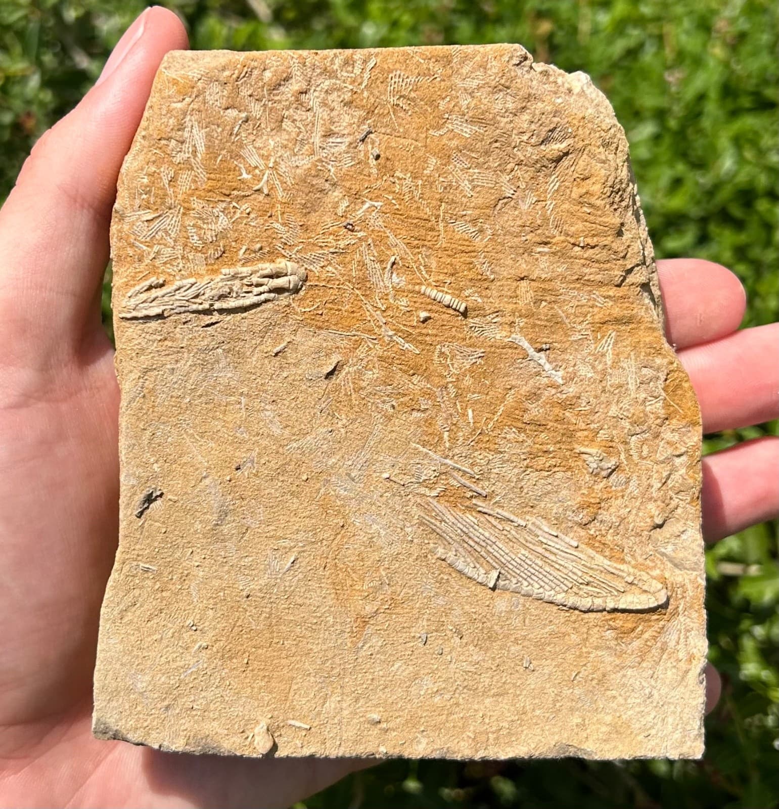 DOUBLE Fossil Crinoids in Matrix Harmostocrinus Aphelecrinus Alabama Bangor Fm 2