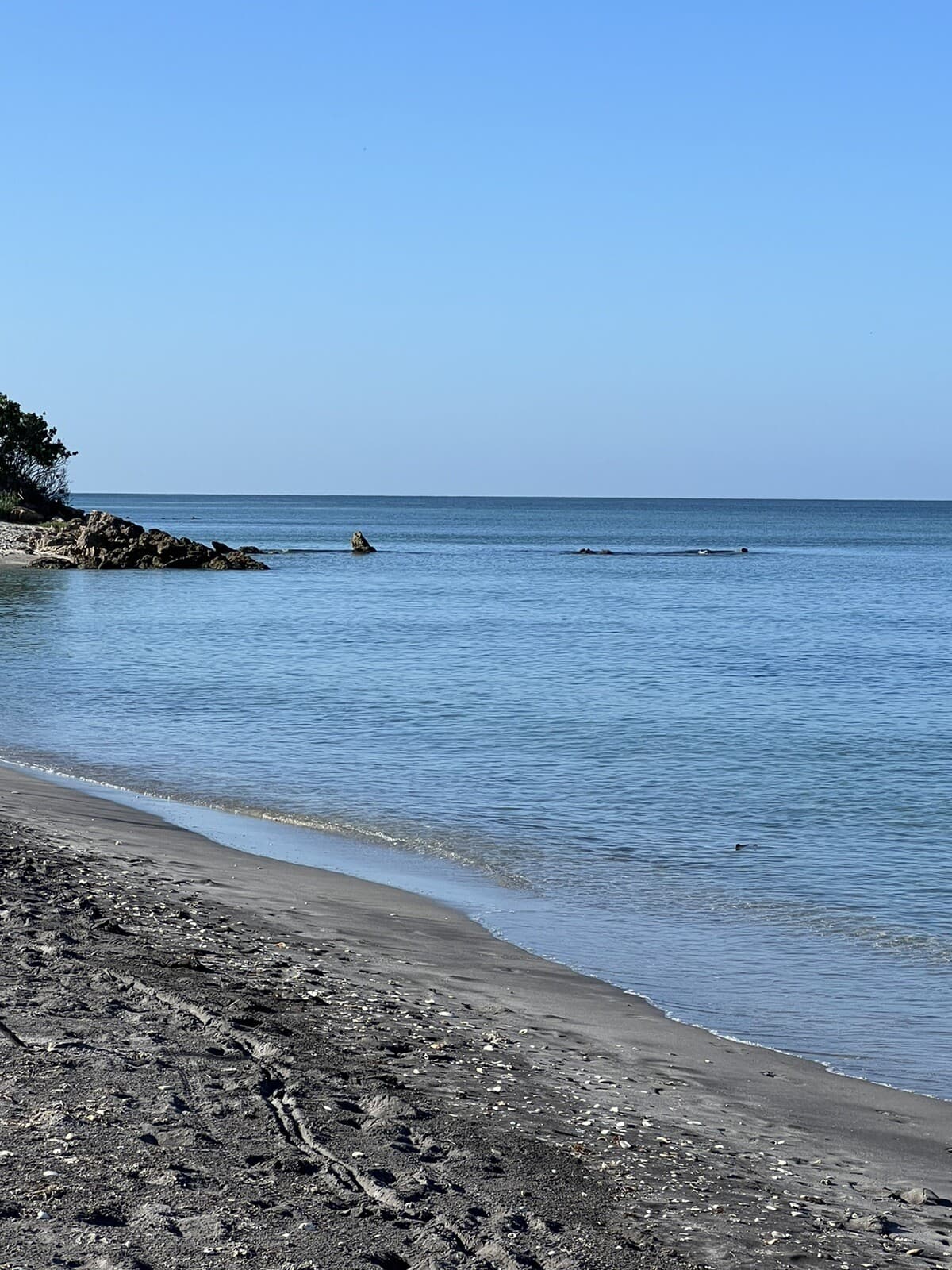 Lot of 25 Fossilized 1/2 - 3/4 inch shark teeth from Venice Florida ( GULF ) 5