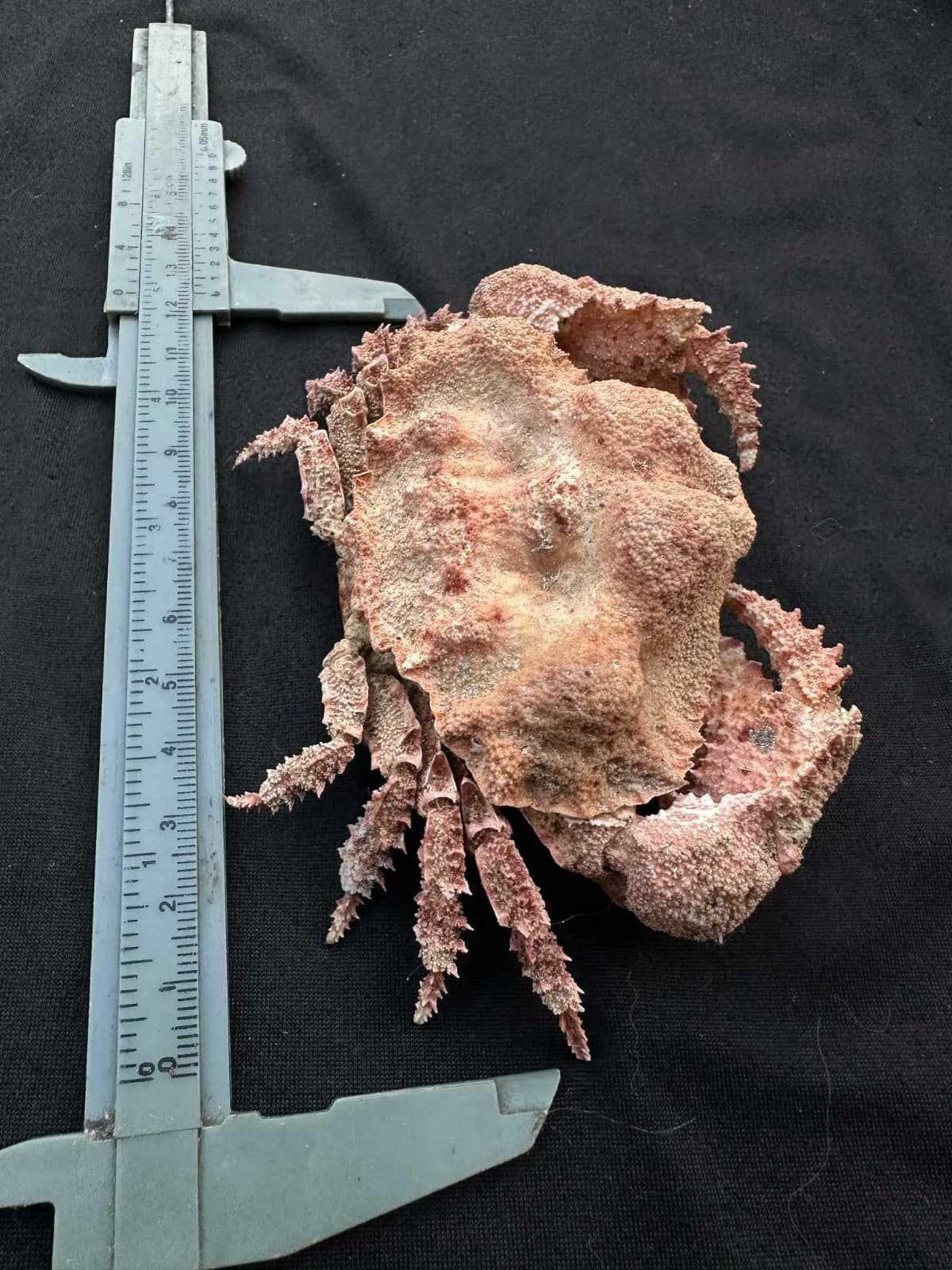 CRABS/Deep sea crab species preserved dried crabs EXTRA BIG SIZE 125MM!!!! 4