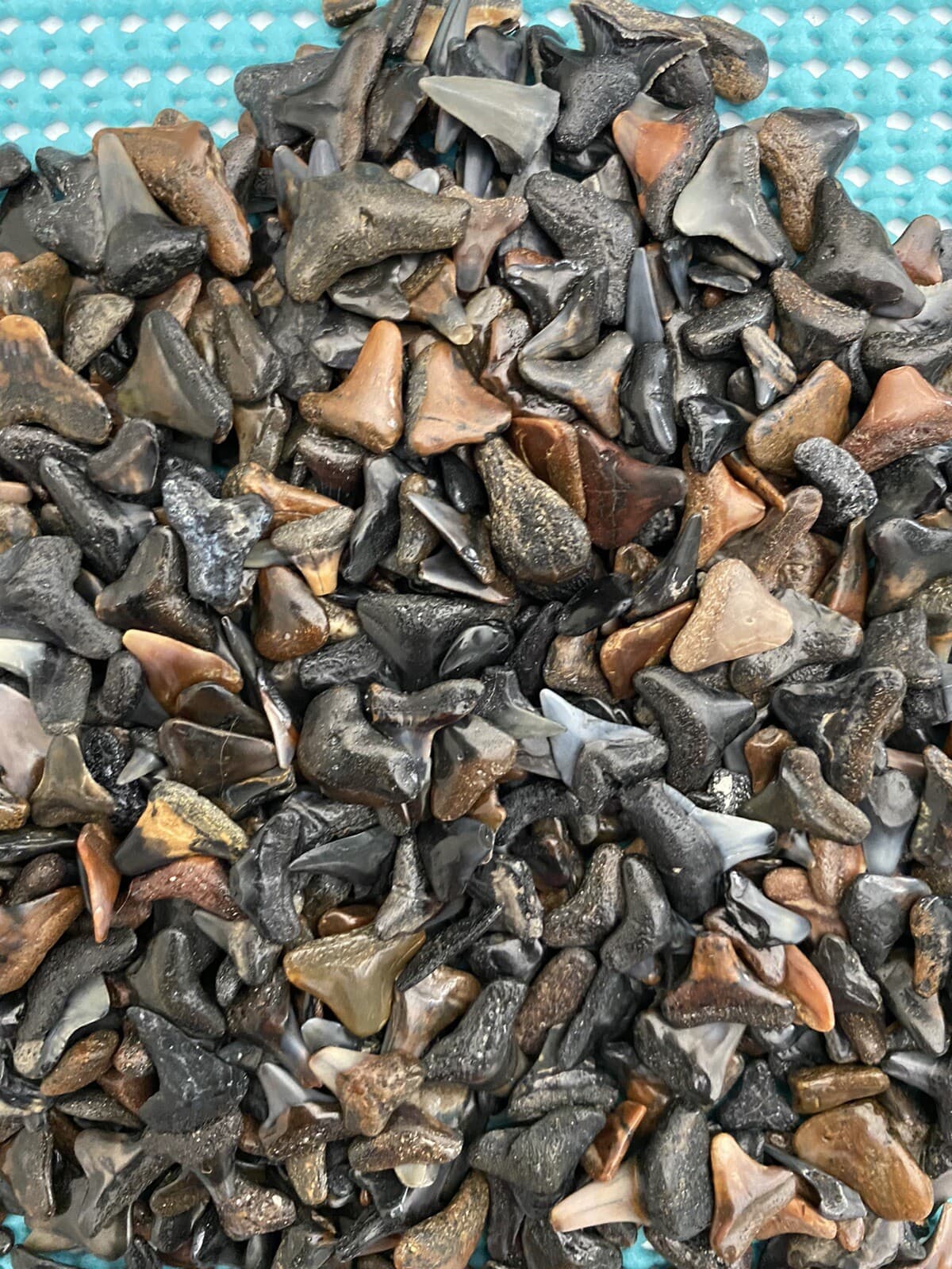 LOT OF 20.. 1/8 - 1/4 Inch ( A ) Quality Fossilized Shark Teeth From Venice Fl. 5