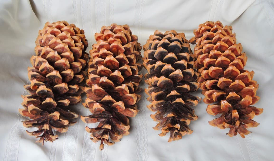 Lot of 4 Golden Giant Sugar Pine Cones 13"