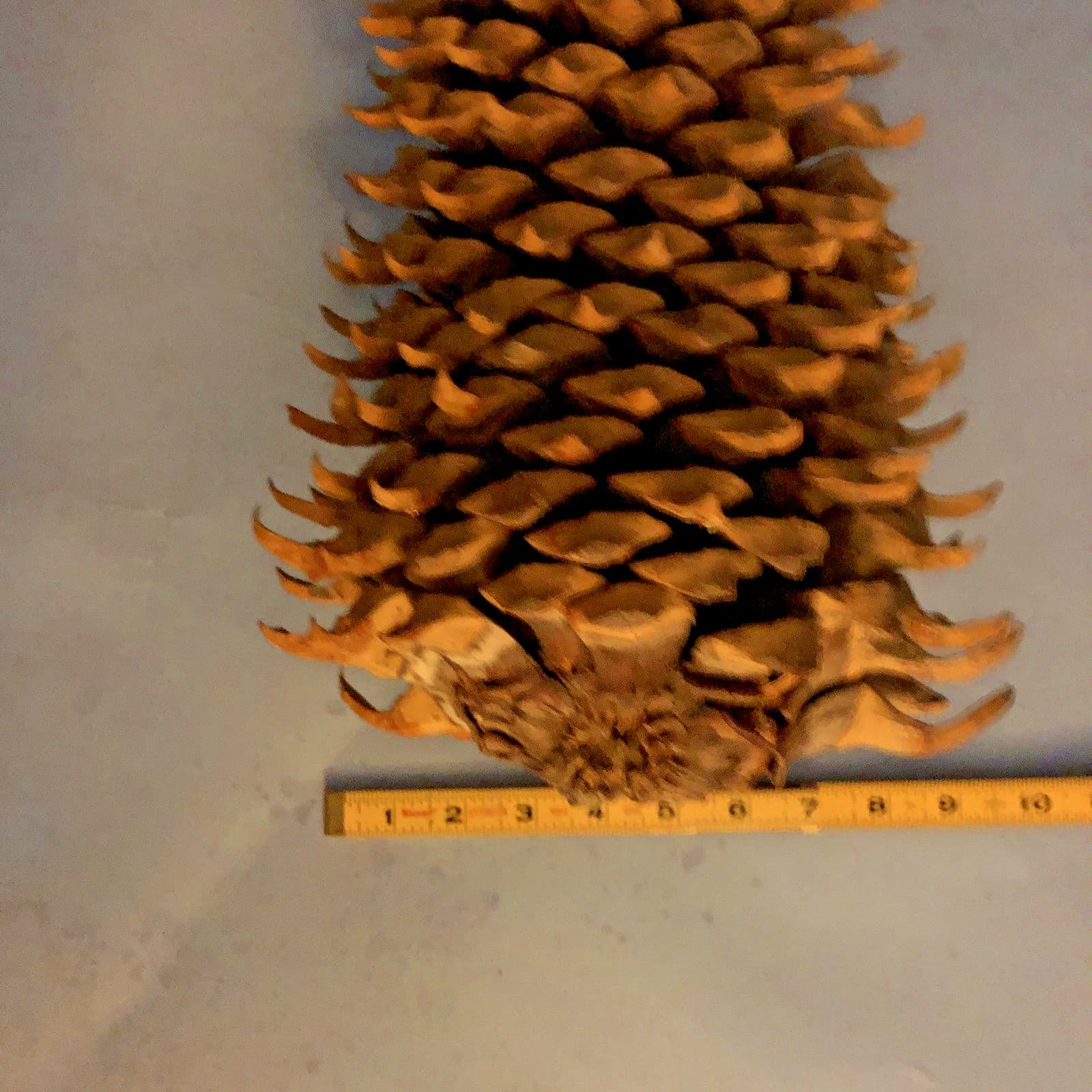 Giant California Widowmaker Coulter Pine Cone 14 inch 3.1 Pound Pinecone 4