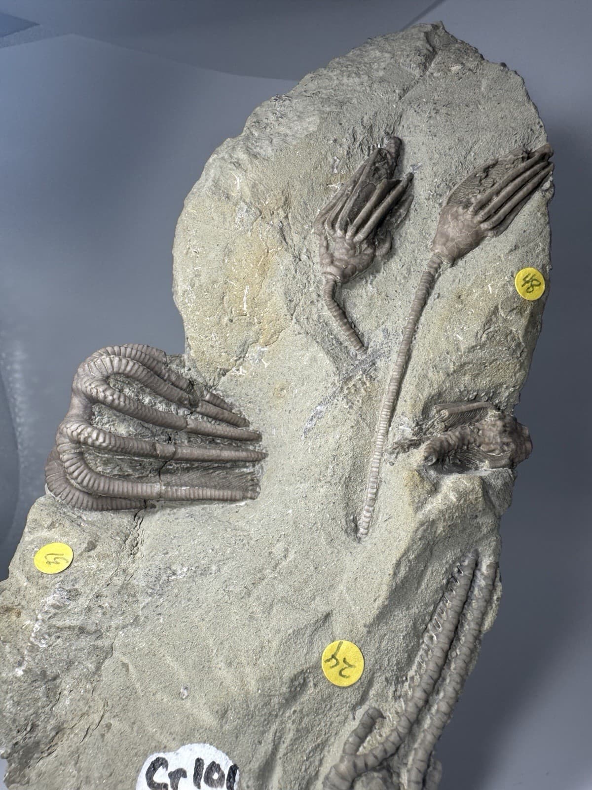 Detailed Crinoid Fossil Mortality Plate Crawfordsville Indiana Agaricocrinus 6