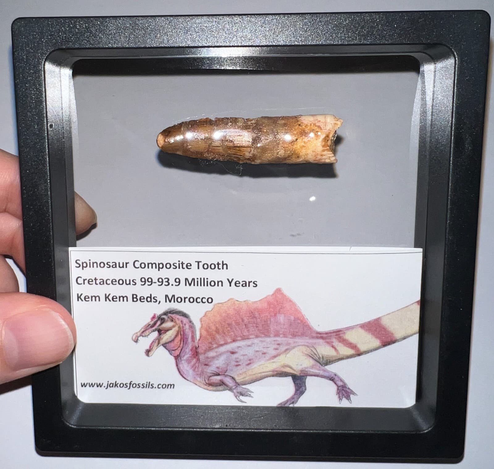 SPINOSAURUS SPINOSAUR Fossil Composite Dinosaur Tooth Lot! 2 IN One per Order 2
