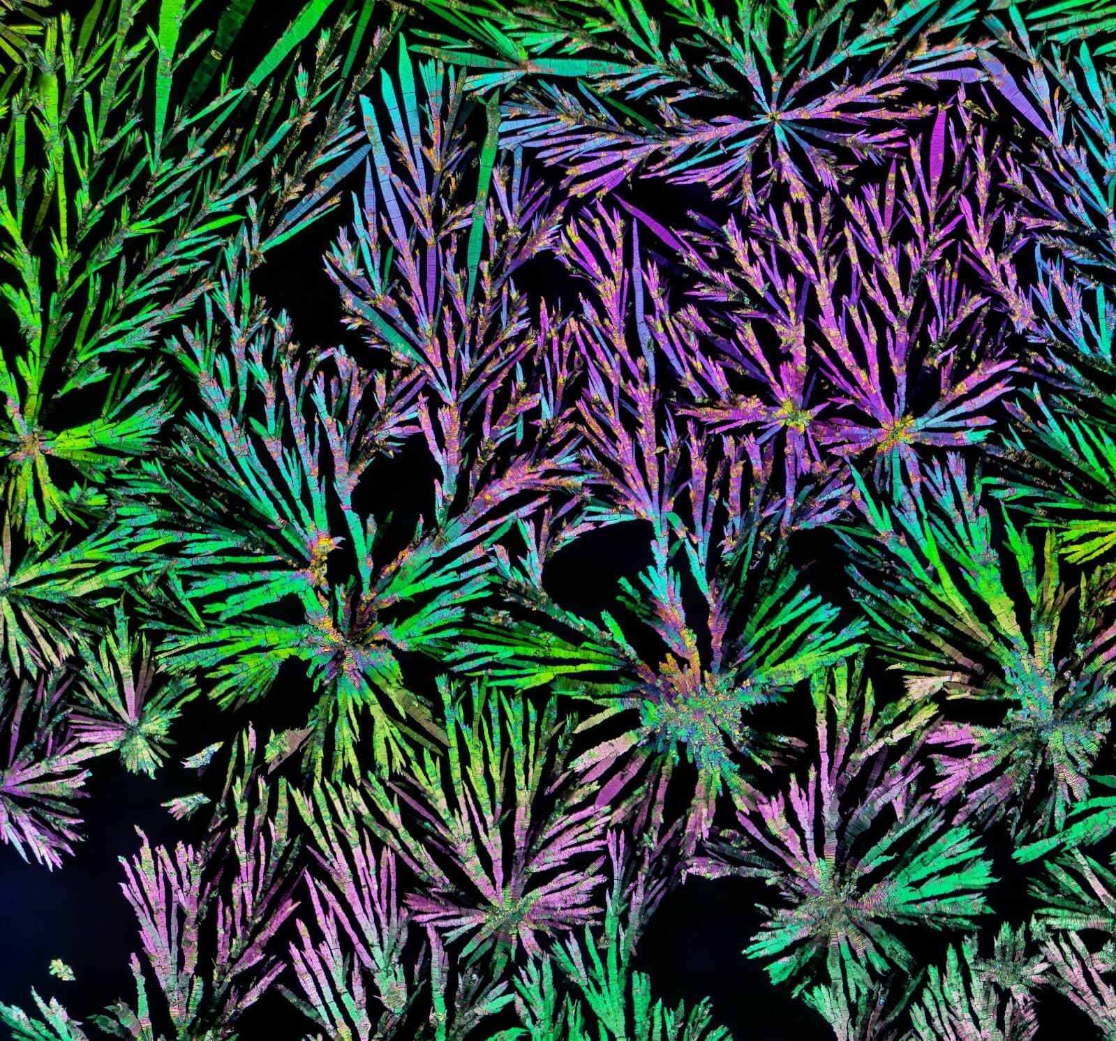 Microscope slide for polarization, THEOBROMINE 6