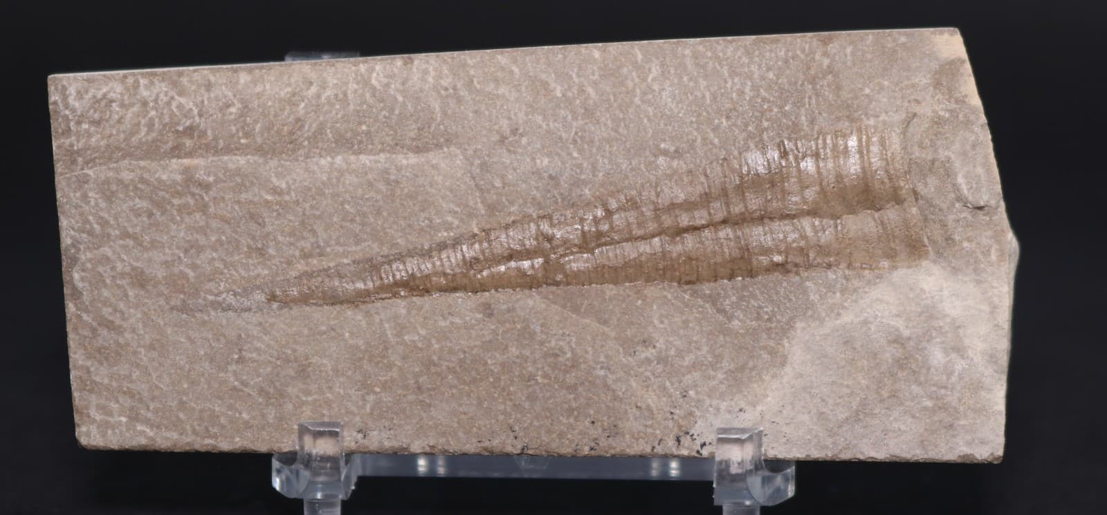 Reticycloceras fossil nautiloid Mississippian 3+" Bear Gulch Montana MT COA 7152 2