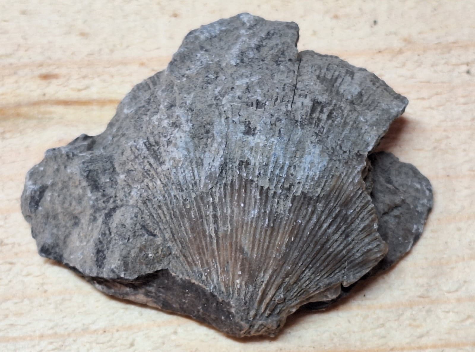 Fossil Brachiopod In Limestone Devonian Period Michigan 2