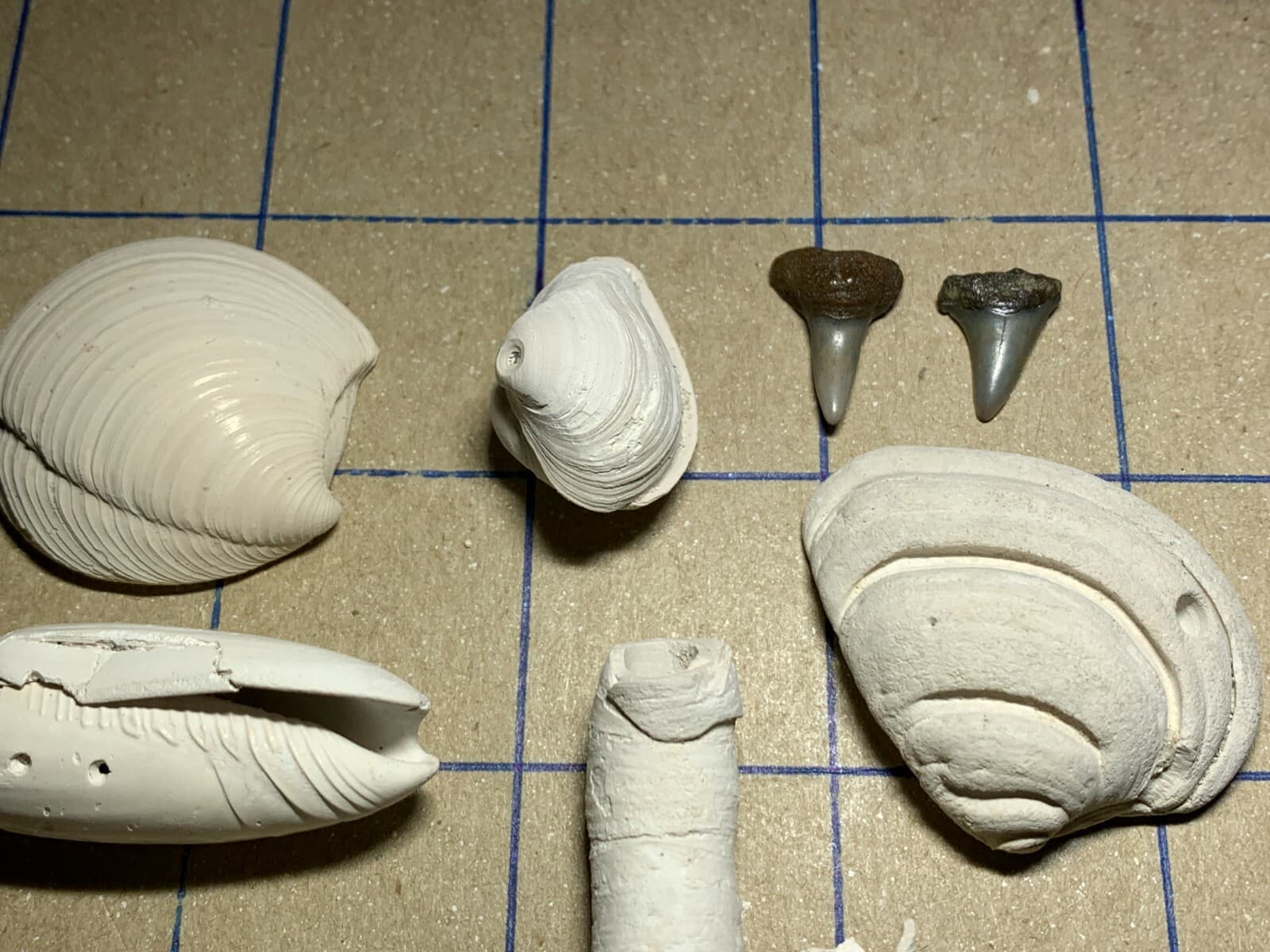 ☆Fossil Specimen 10 Pack - Berkeley Quarry S.C. - Barnacle-Dentalium-Teeth ☆297 4