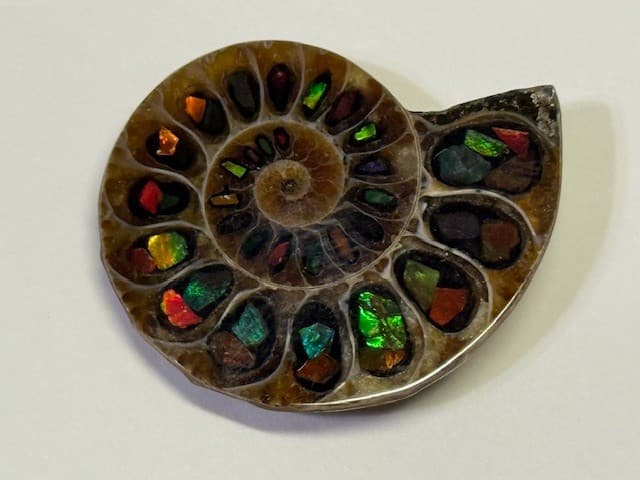 SPECTACULAR RARE,AMMOLITE(CANADA) INLAY IN FOSSIL AMMONITE(MADAGASCAR)SEE VIDEO! 5