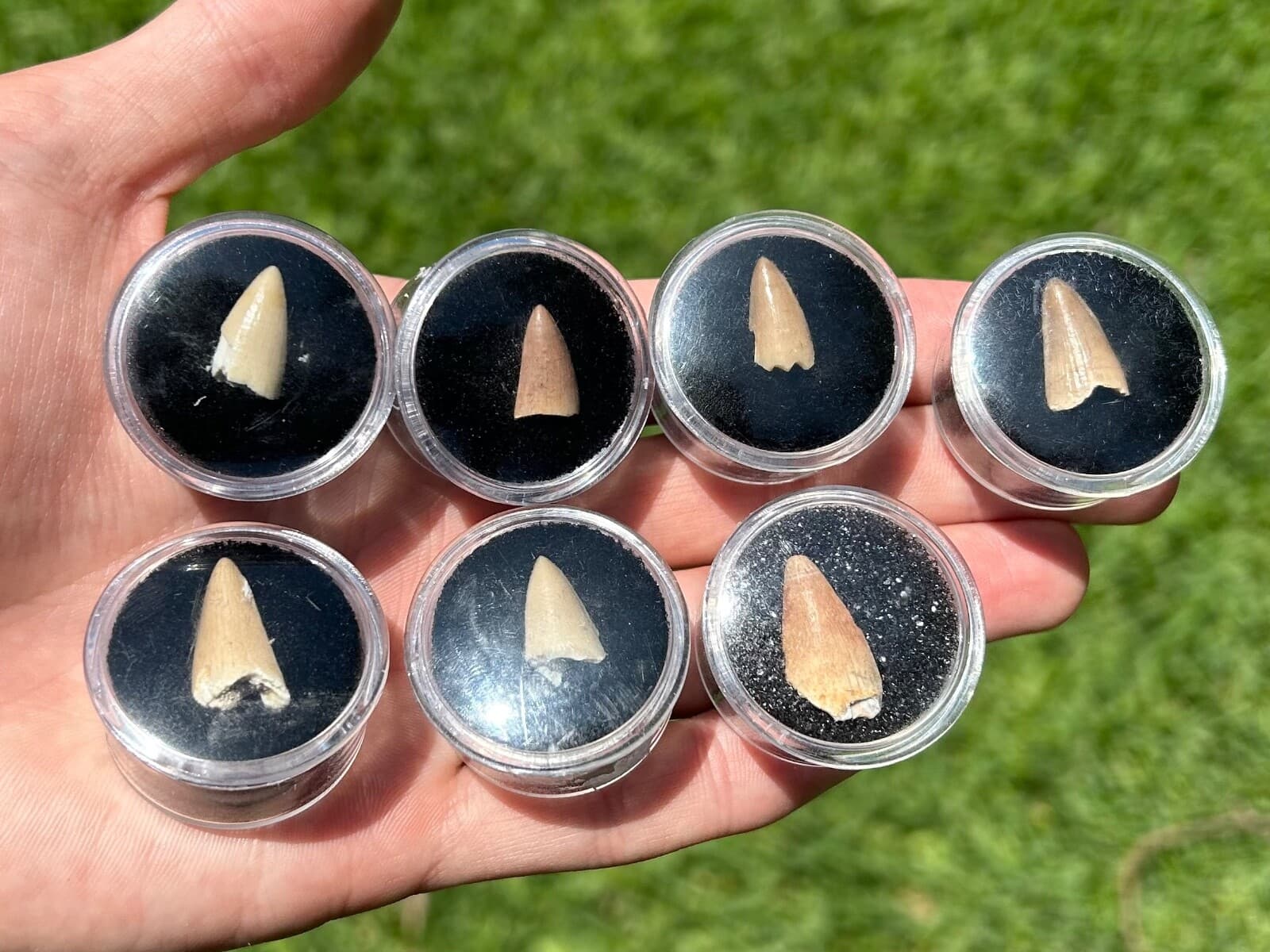 One MOSASAUR Tooth Dinosaur Teeth Fossils in Case ONE PER PURCHASE Morocco 6