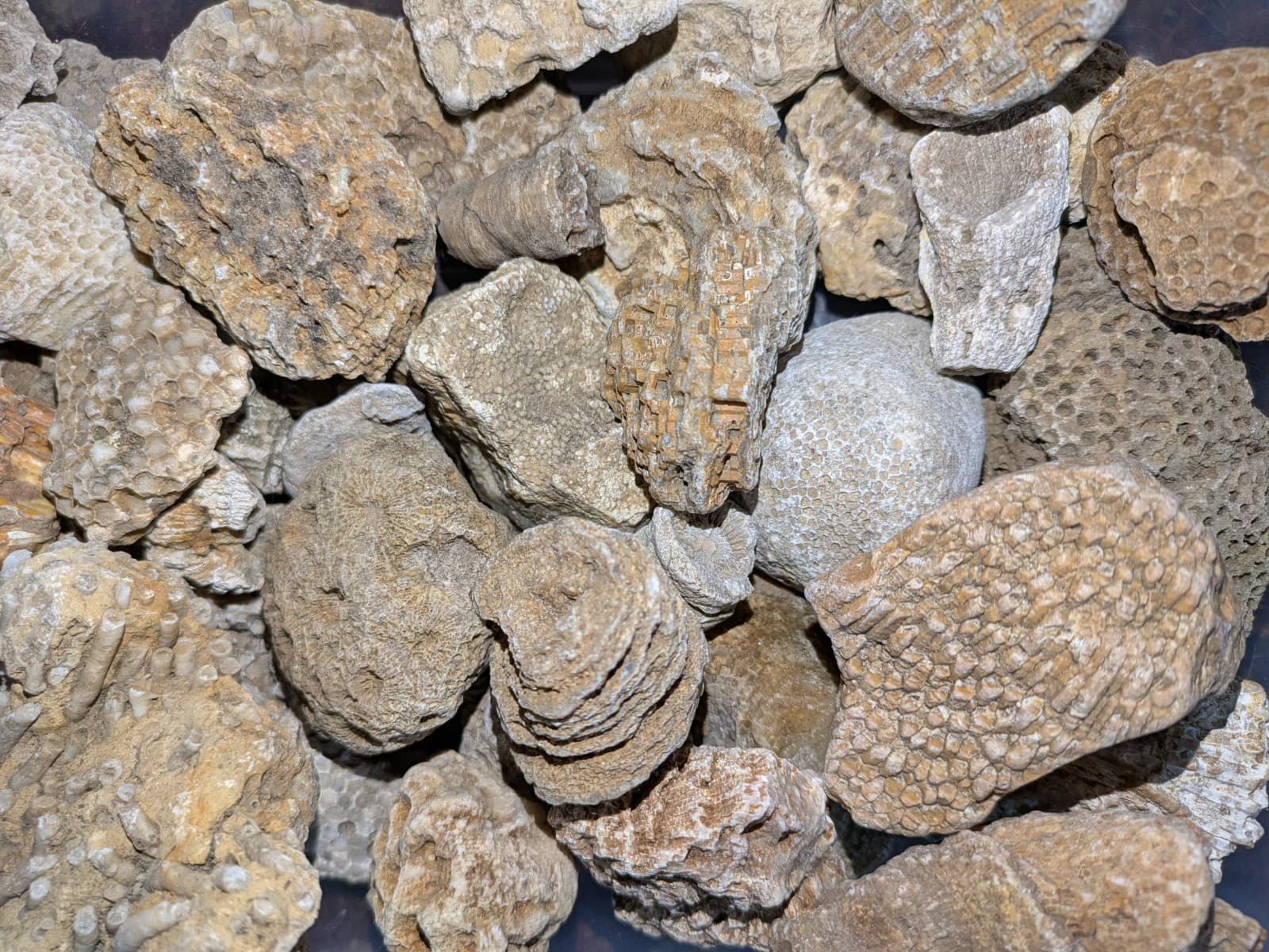 Ancient Marine Fossils 1/2 Lb High Quality Specimens!!  Random Assortment  2
