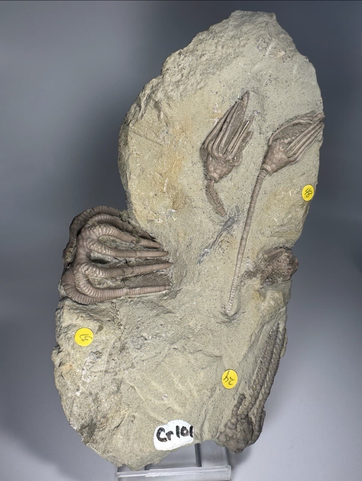 Detailed Crinoid Fossil Mortality Plate Crawfordsville Indiana Agaricocrinus 3