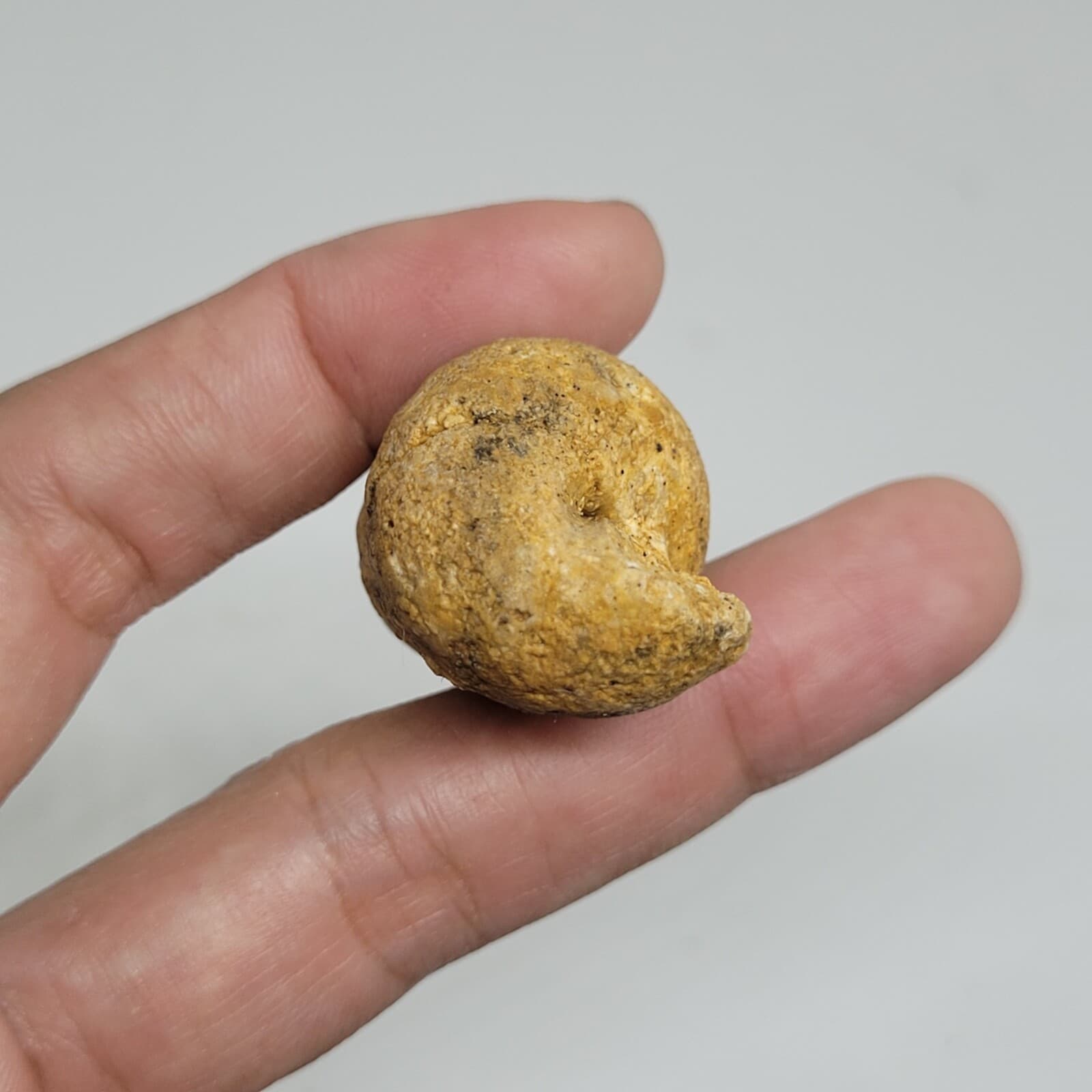 27 gr Indonesia NATURAL Rough Gastropod SeaShell Mollusca Fossil Specimen 12-124 4